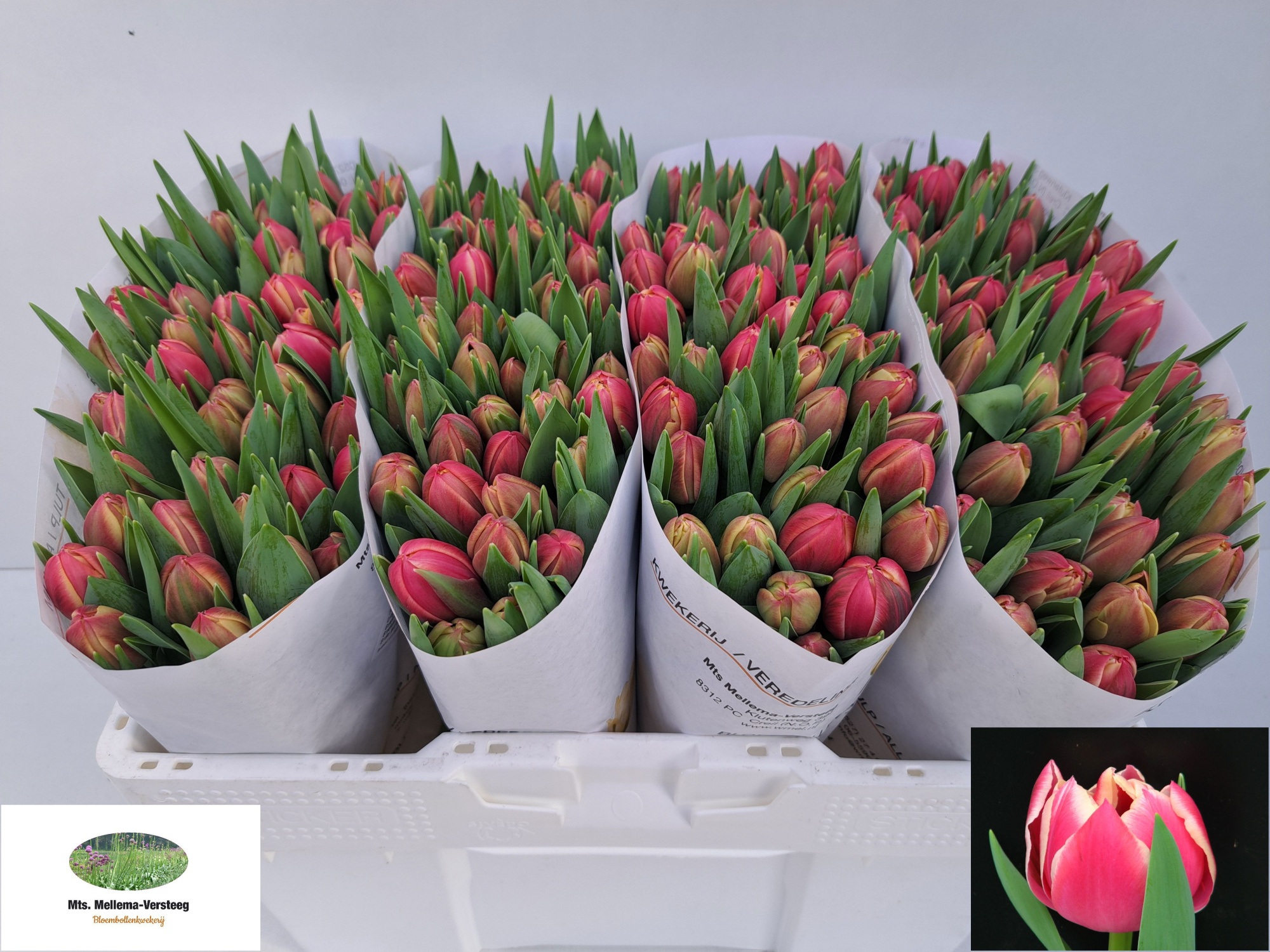 Тюльпан дв. Коламбус (ярко-роз.), шт.