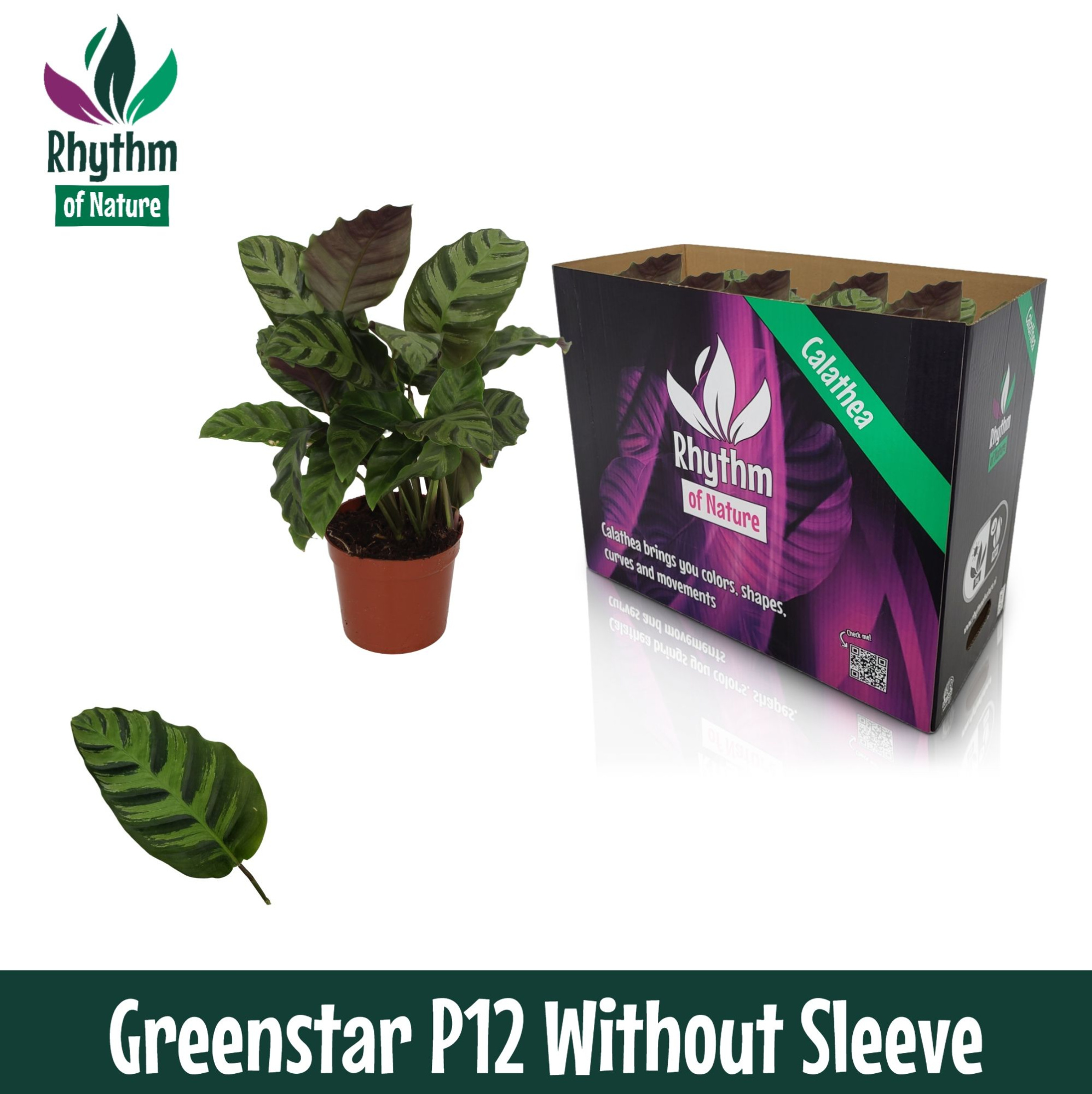 Calathea 12cm Greenstar - Rhythm of Nature zonder hoes, D 12