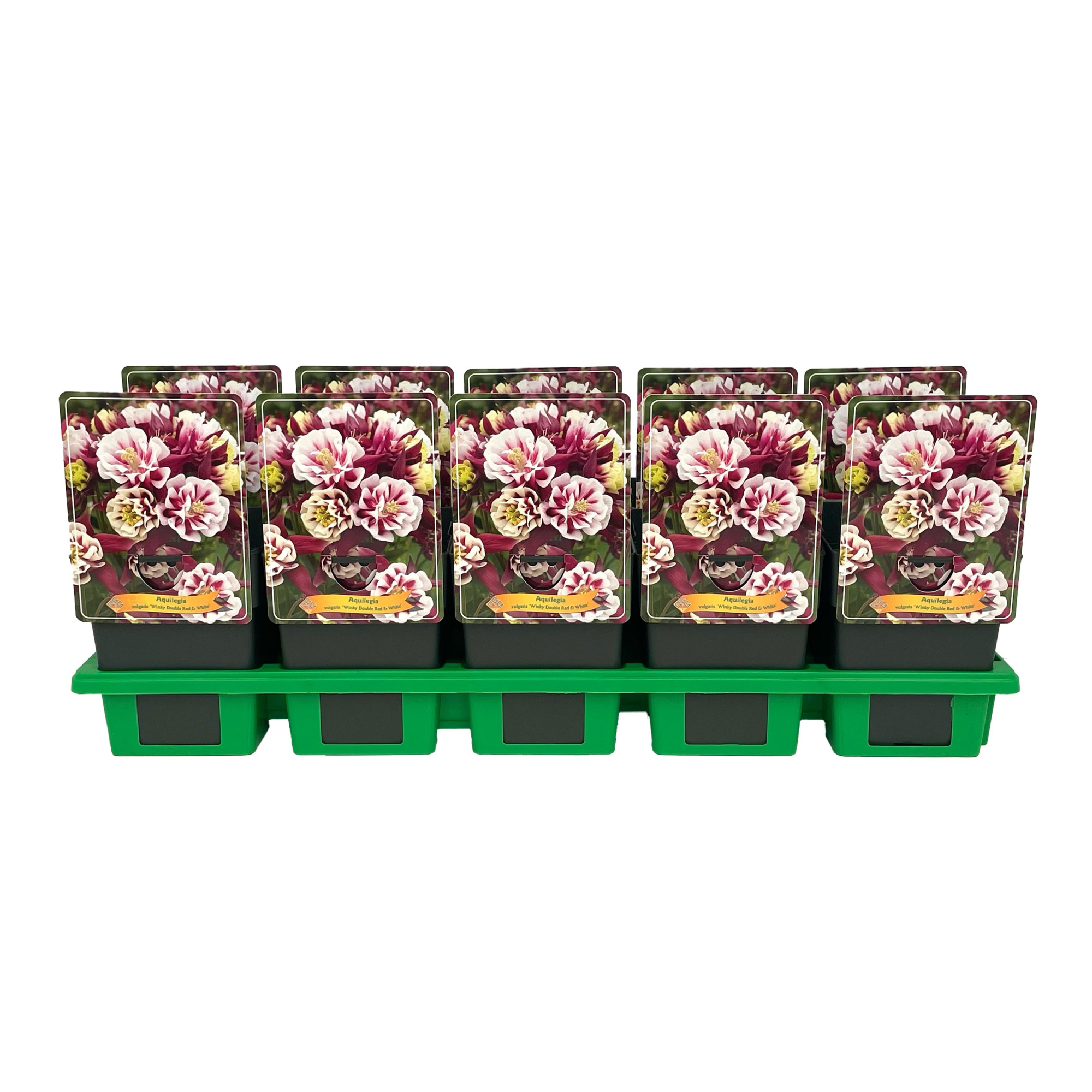 Aquilegia vulgaris 'Winky Double Red & White' P11, D 11 cm