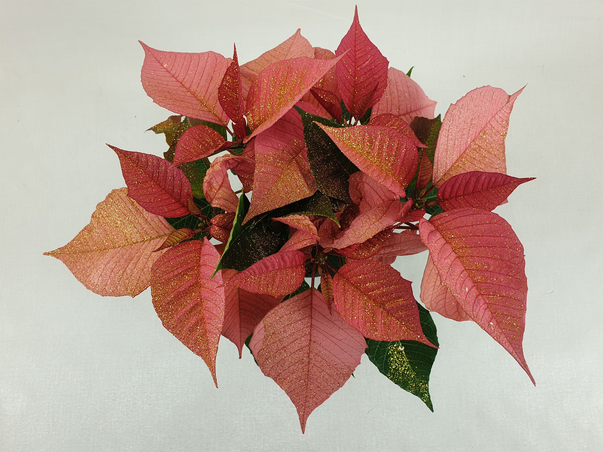 Poin Christmas Feelings Pink pot 10,5 cm + goudglitter (Euphorbia), D 10,5 cm