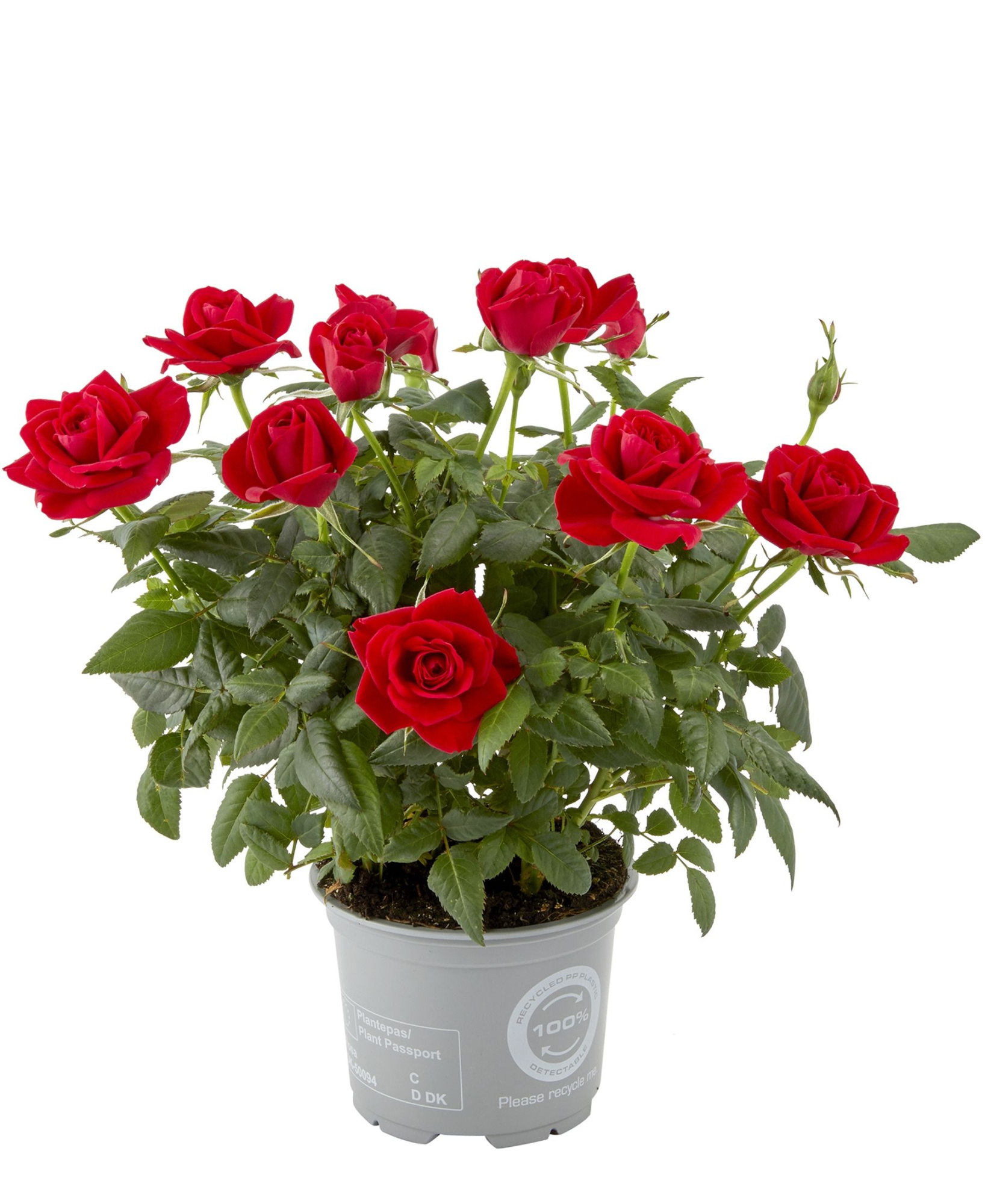 Rosa Apache Kordana Classic, D 10,5