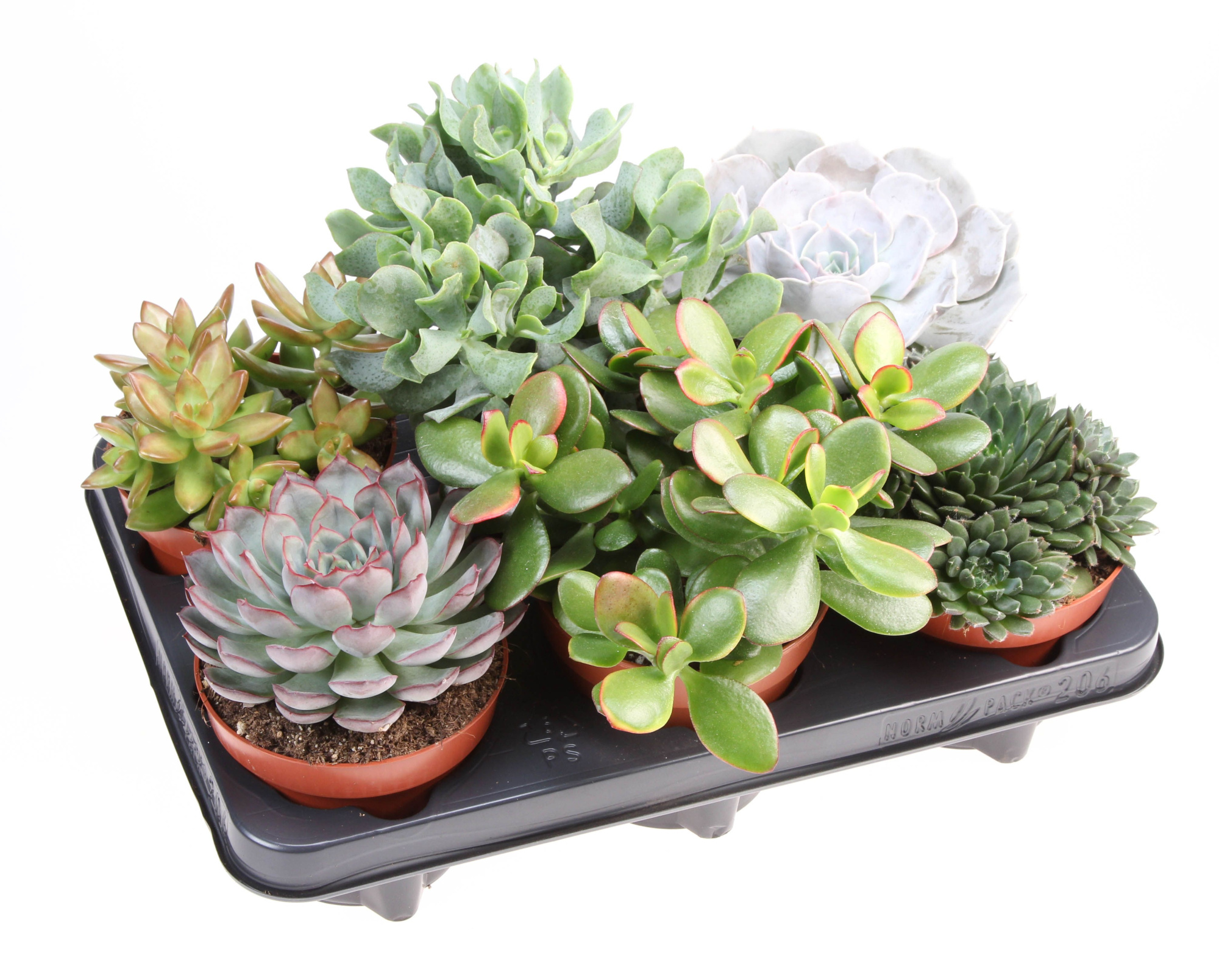 Succulenten mix, D 12