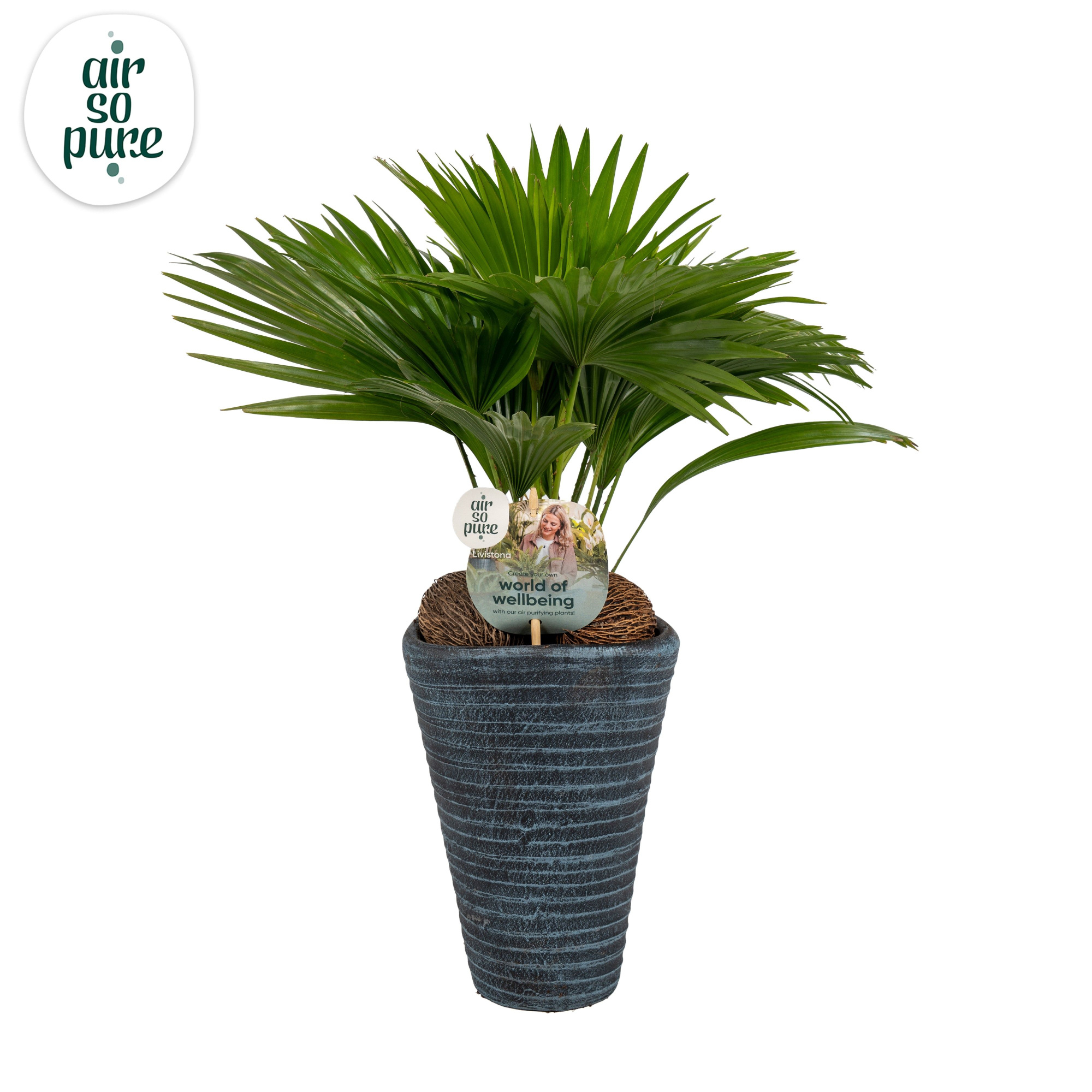 Livistona rotundifolia11 s Aspd Air So Pure Blue pot, D 16 cm