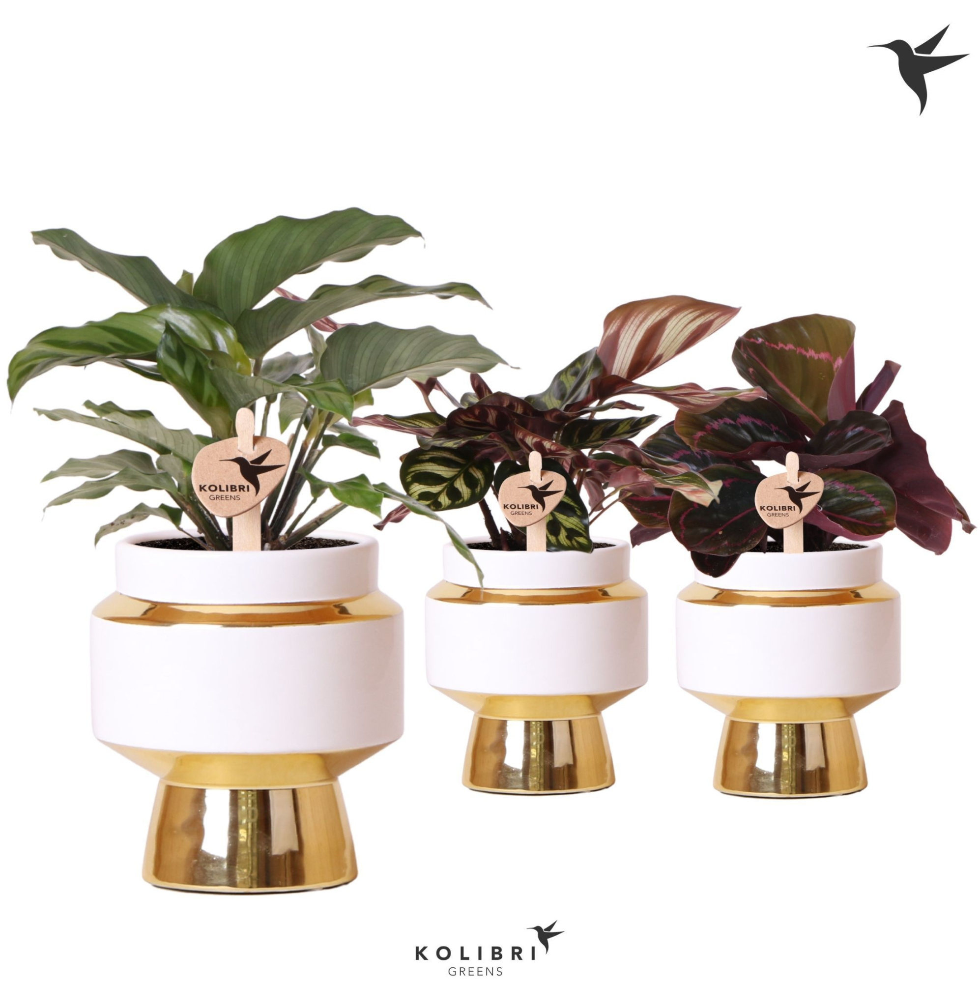 Kolibri Greens Calathea mix in Le Chic pot gold, D 9