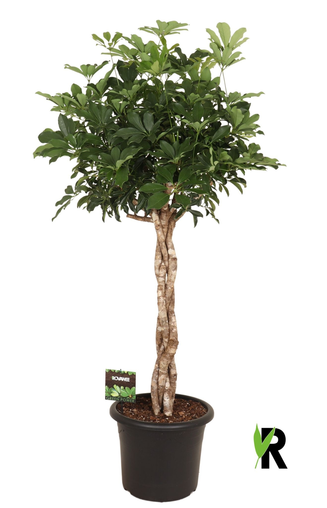 Schefflera arb. Compacta melted braid, D 40 cm