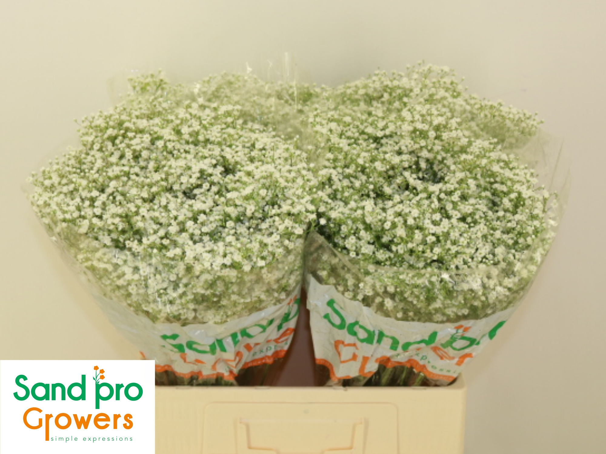 Гипсофила Дискавери 60 (бел.), шт.