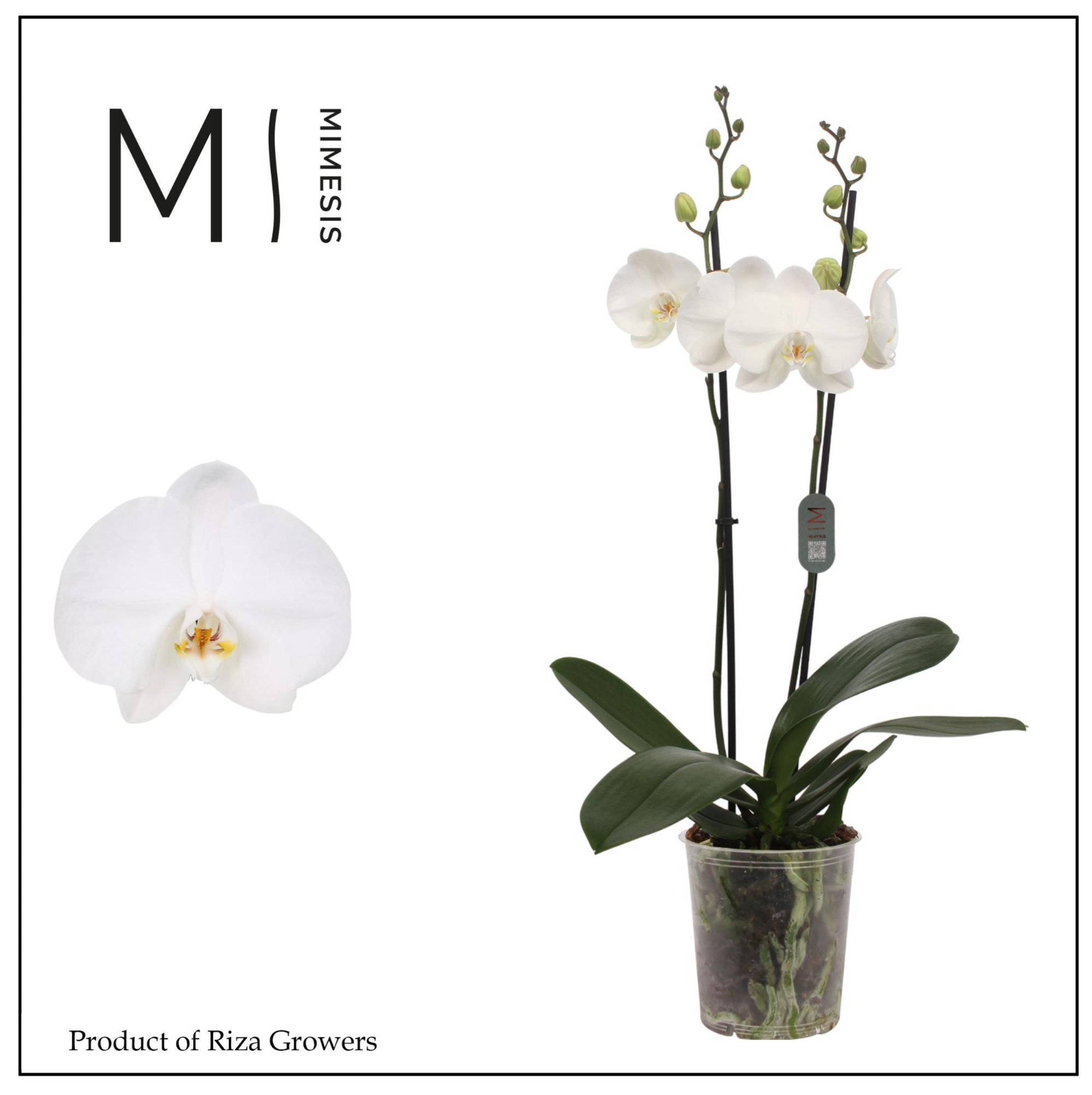Phalaenopsis Ural 2 spike - 12cm | Mimesis, D 12 cm