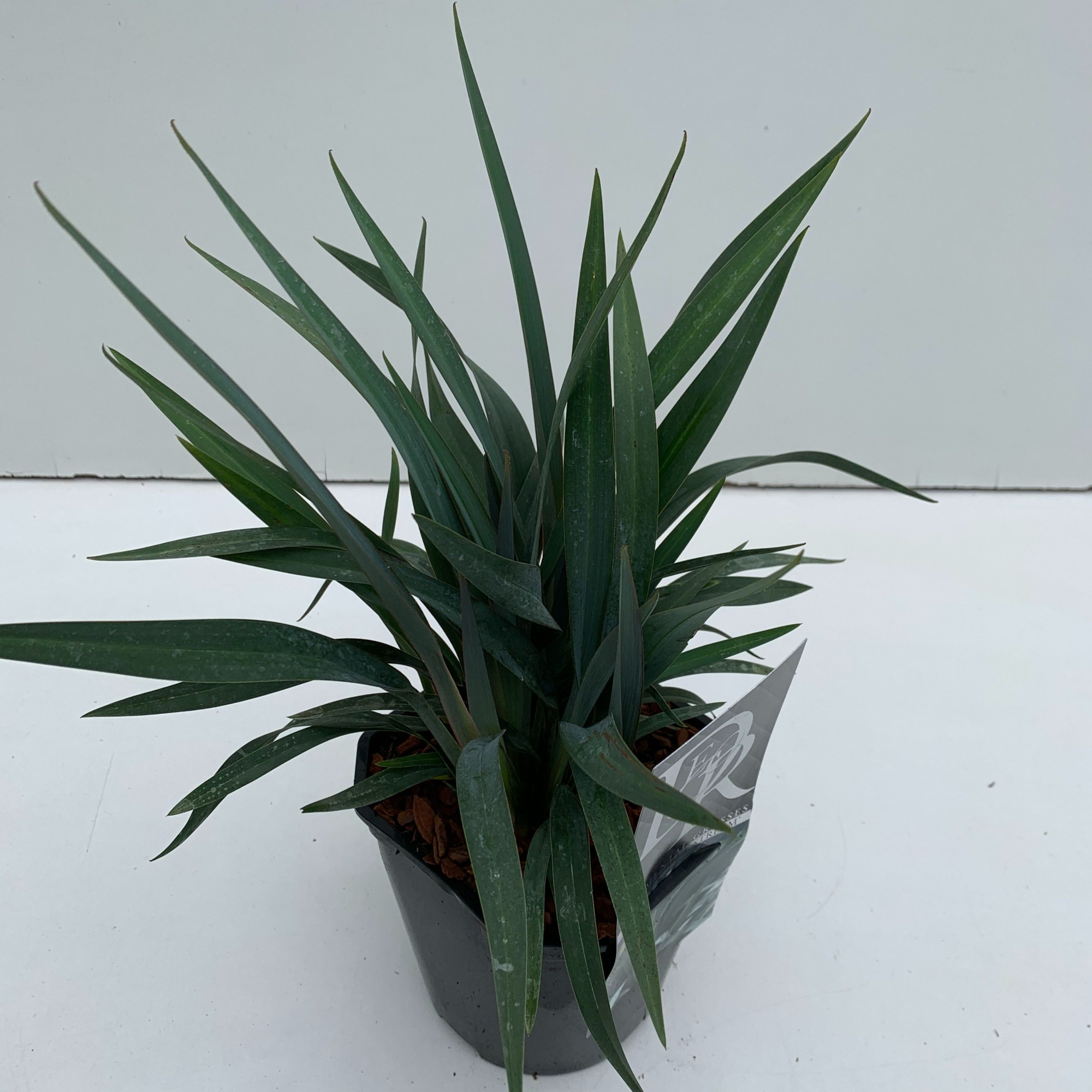 Dianella 'Blue Stream', D 17