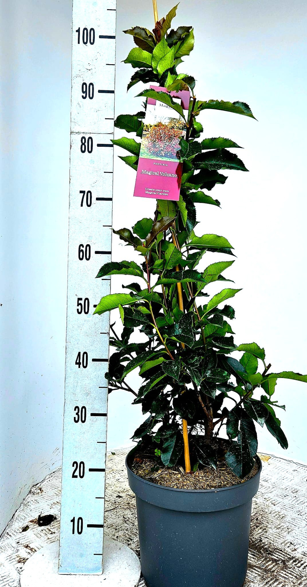 Photinia fra. 'Magical Volcano', D 26 cm
