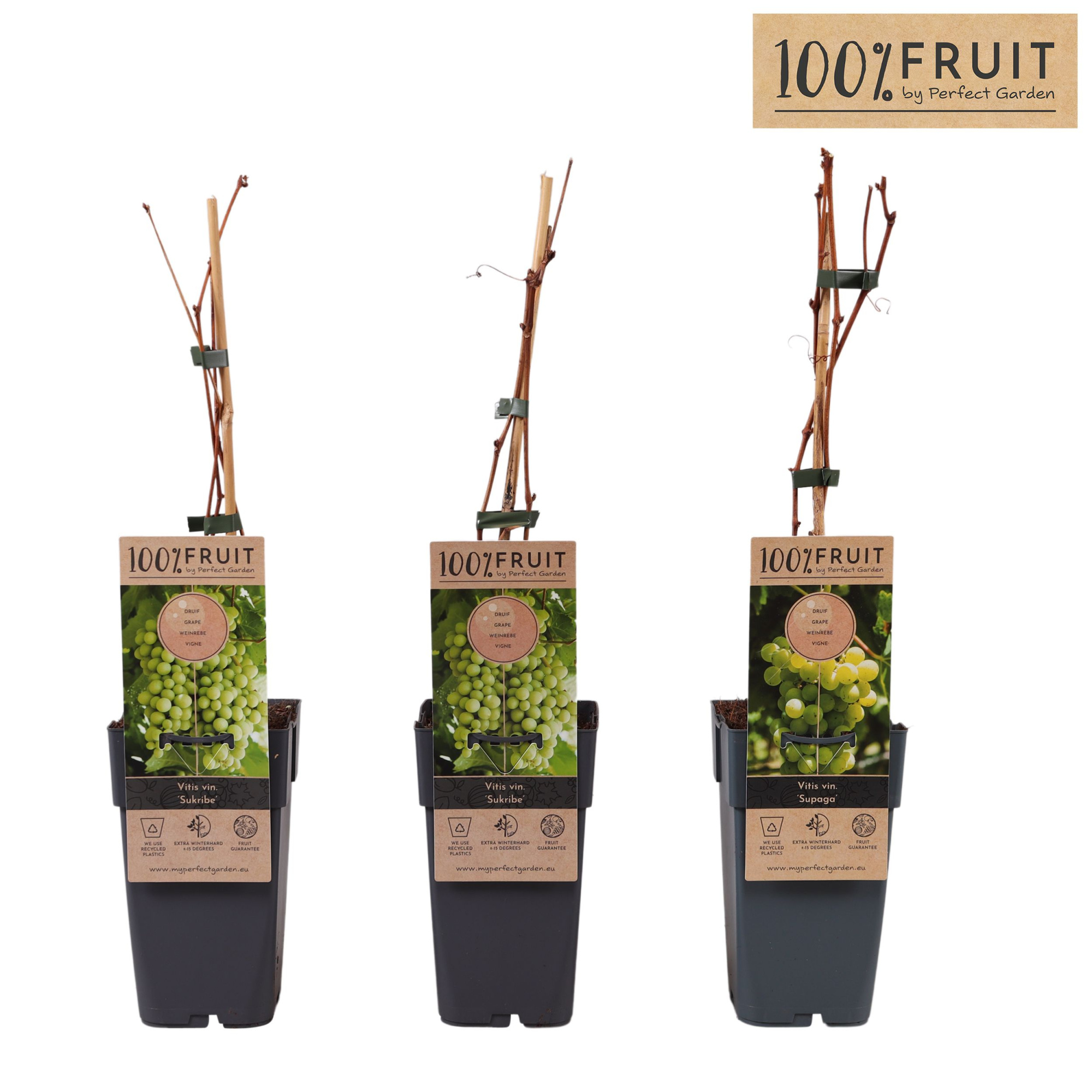 Vitis Sukribe P15, D 15