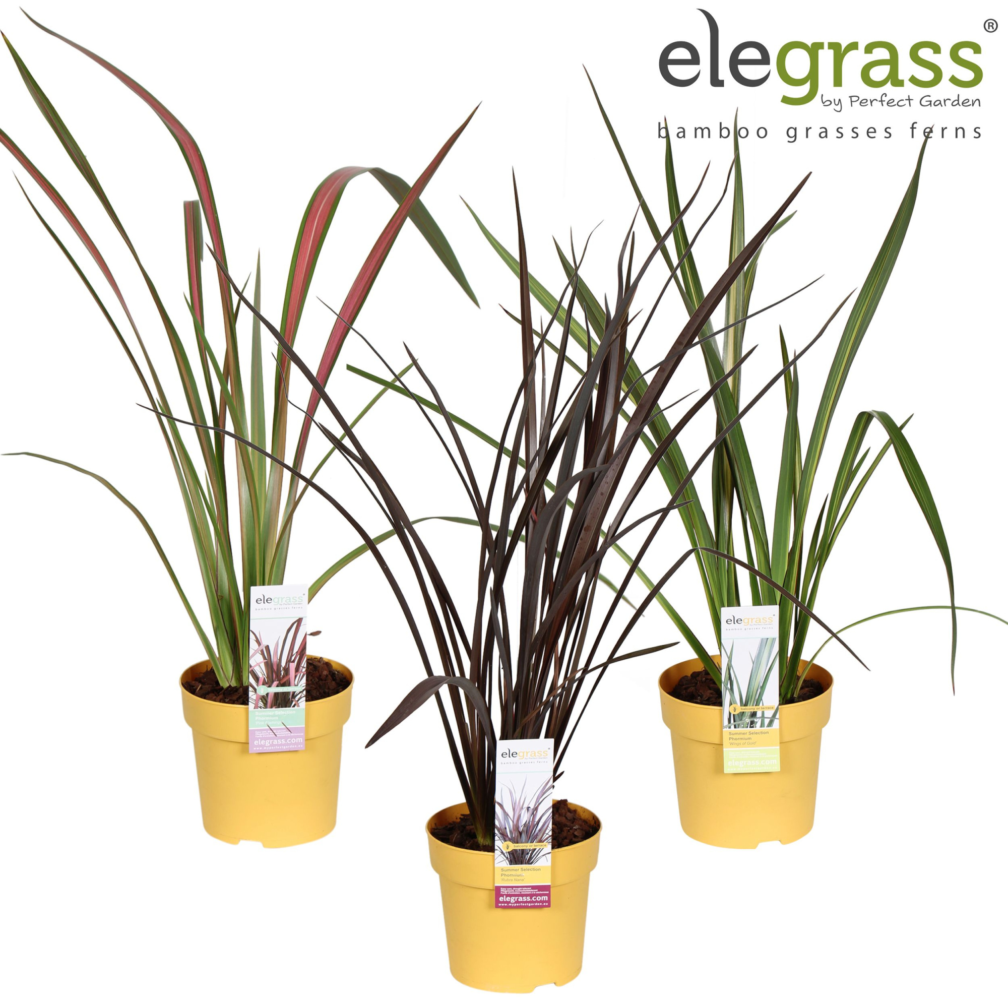 Phormium mix laag P14, D 14 cm