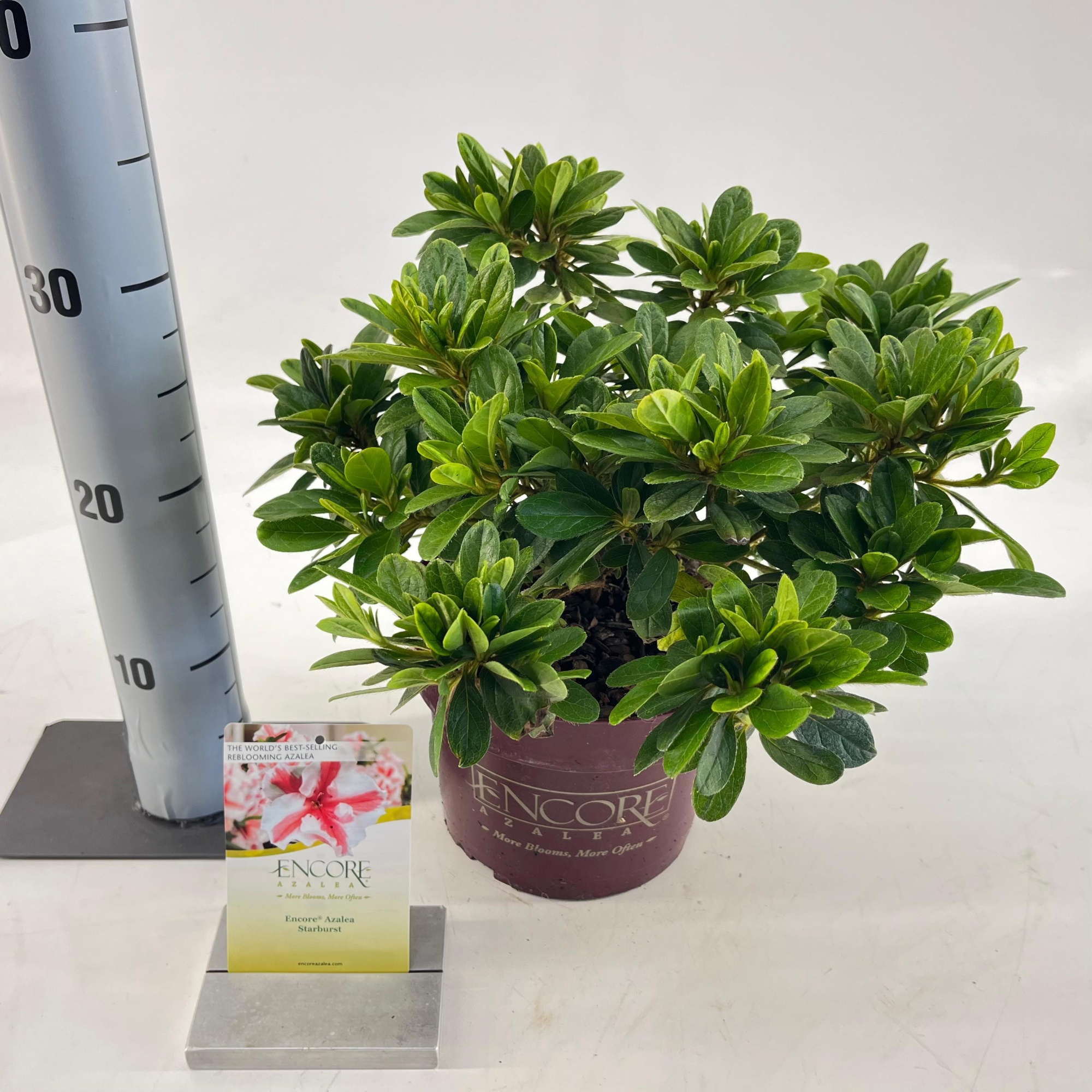 Rhododendron ENCORE® Autumn Starburst ('Robleze'PBR) nieuw, D 19 cm