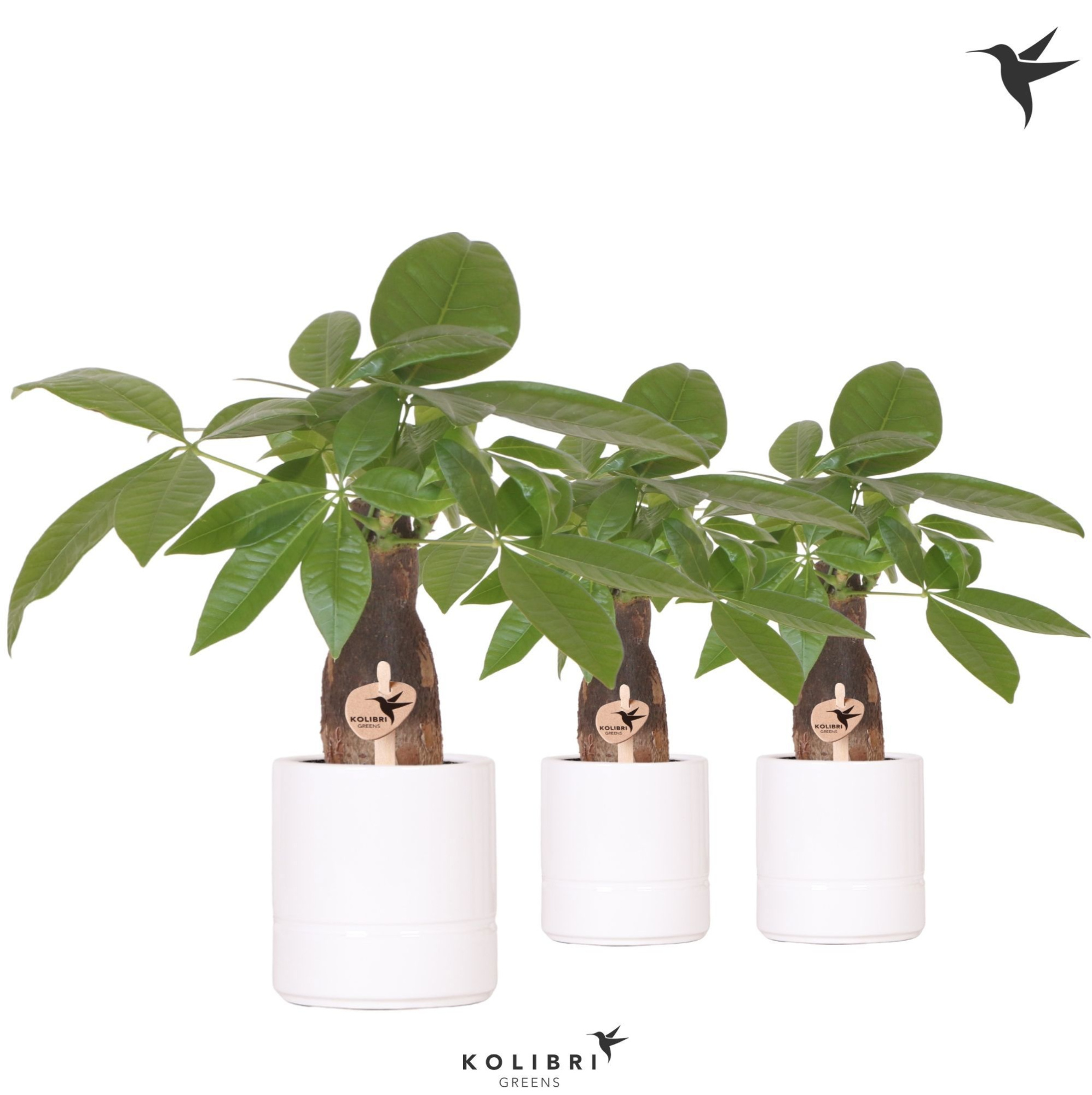 Kolibri Greens Pachira in Pastel pot white, D 9 cm