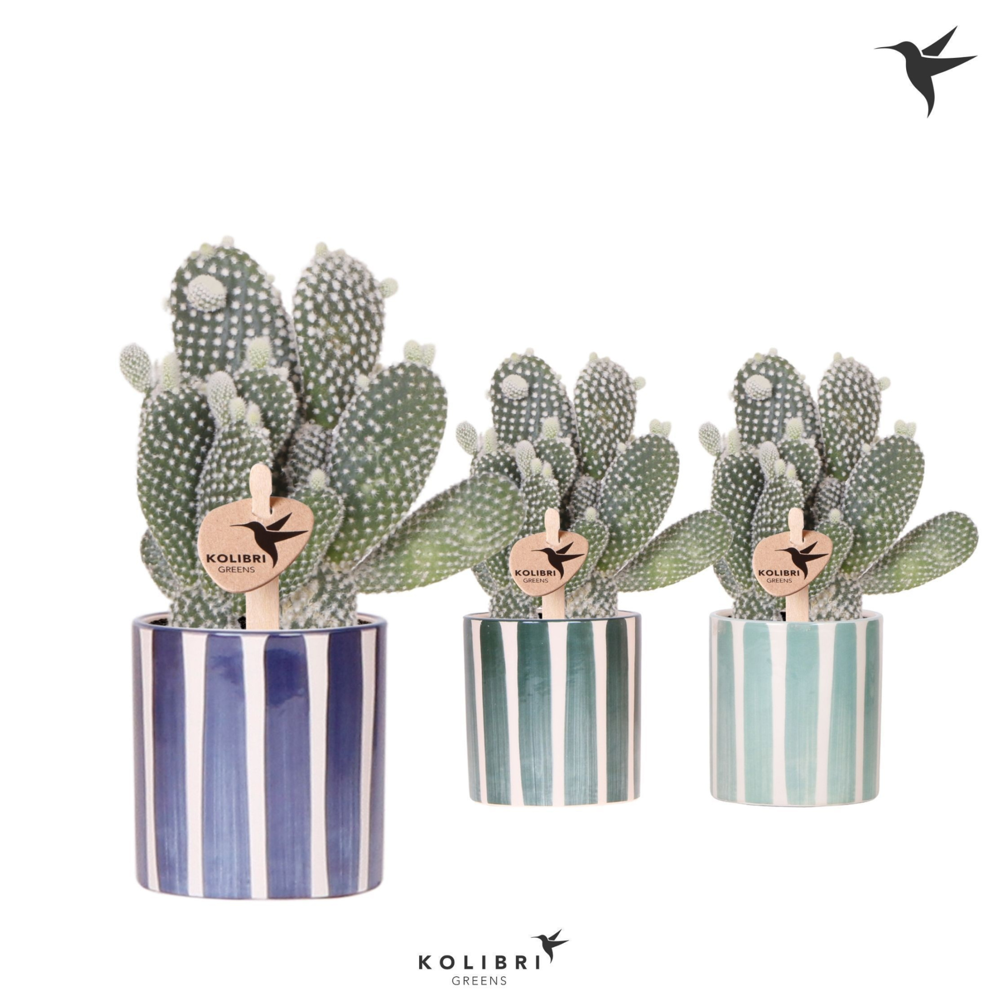 Kolibri Greens Opuntia white in Painted Stripe pot blue mix, D 9 cm