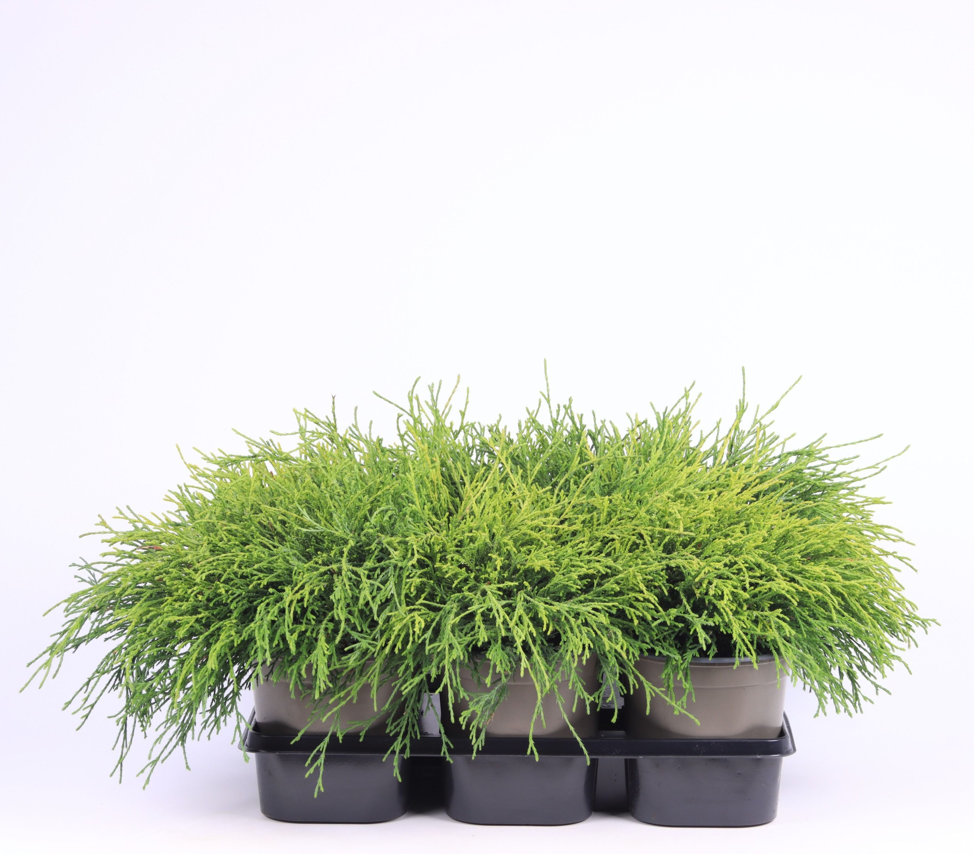 Chamaecyparis pisifera 'Sungold', D 15