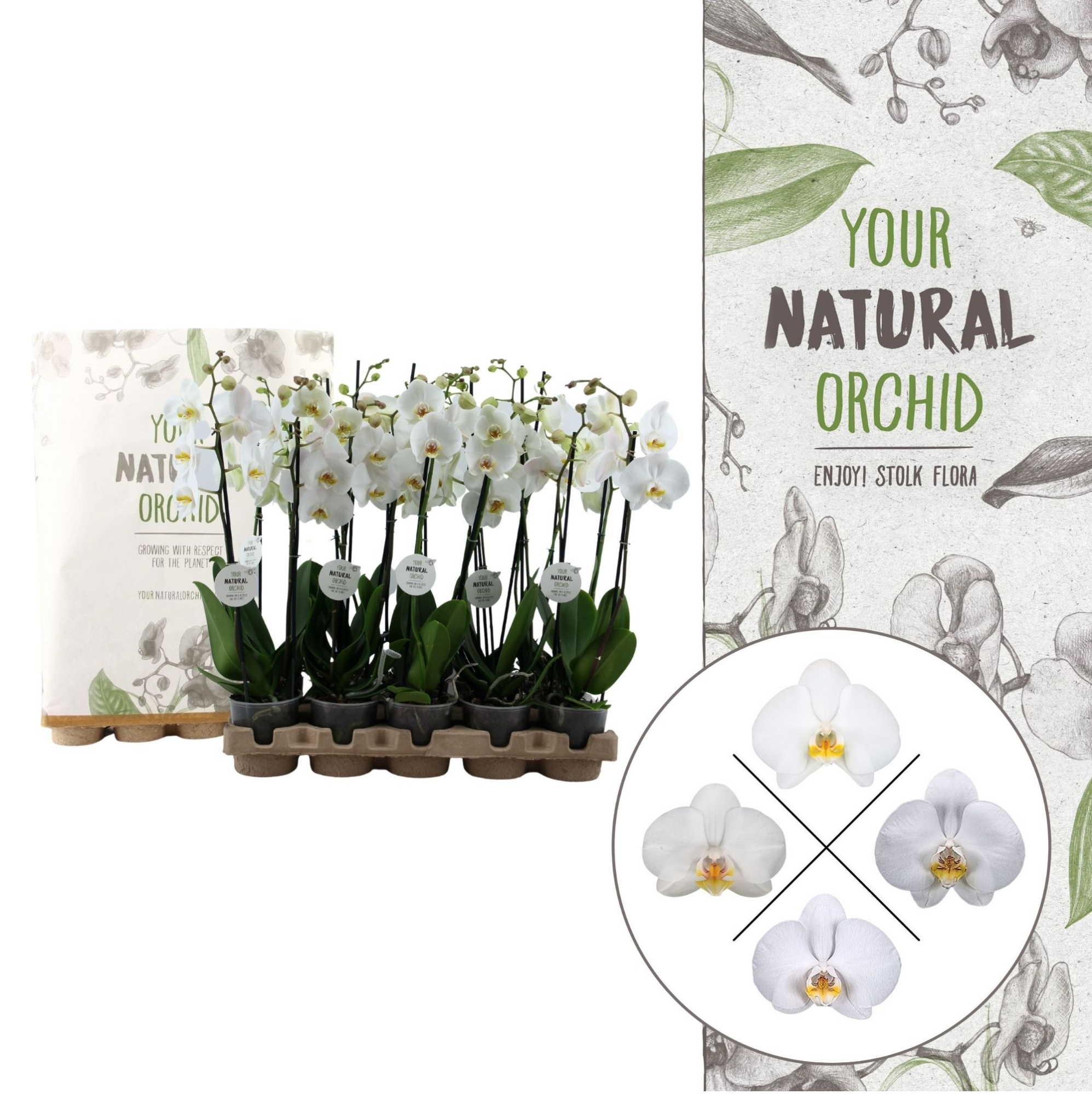 Your Natural Orchid | Eco White 60cm | Phalaenopsis 2 spike, D 12 cm