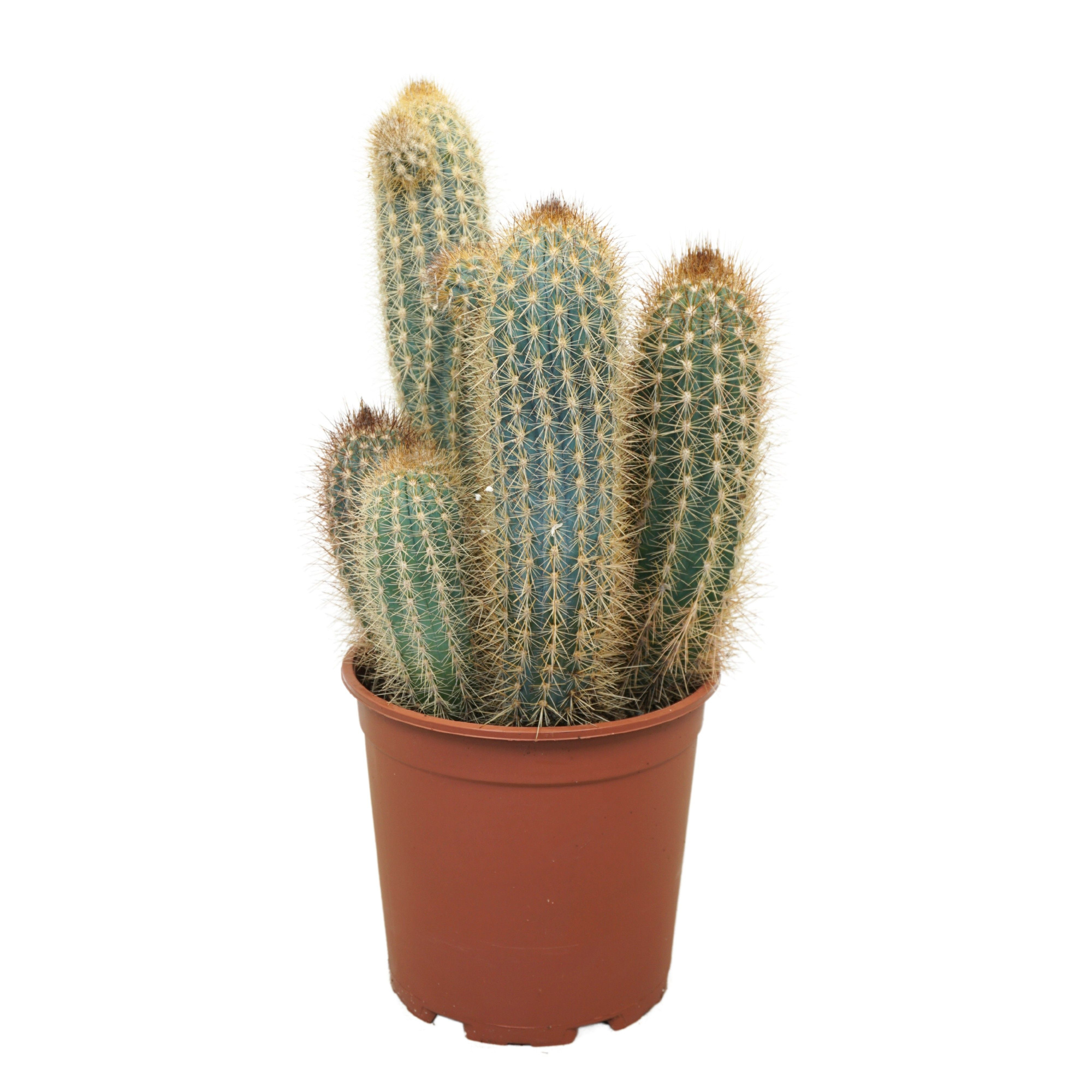Pilosocereus braunii 21 cm, D 21
