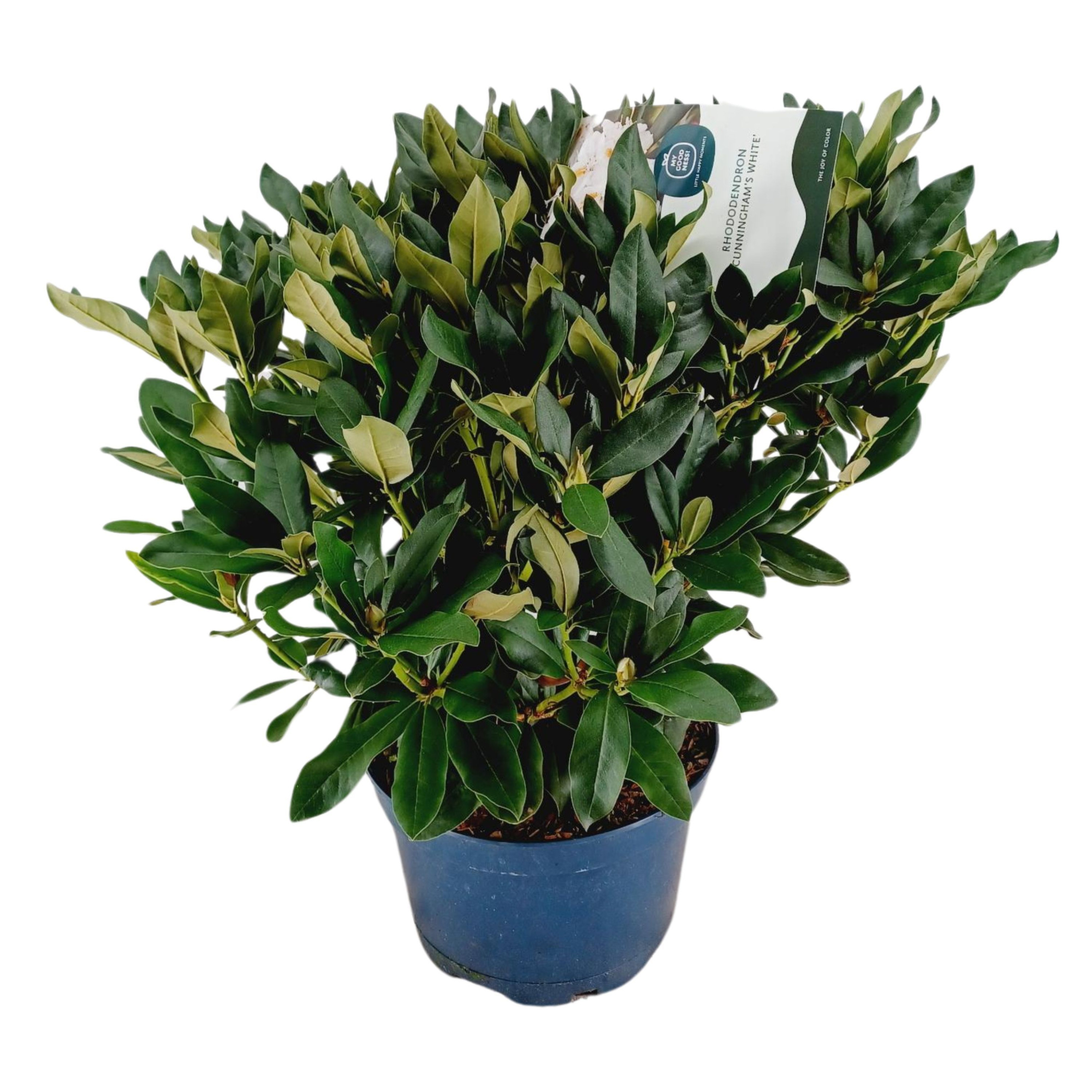 Rhododendron 70-80 /15 liter 'Cunningham's White', D 34 cm