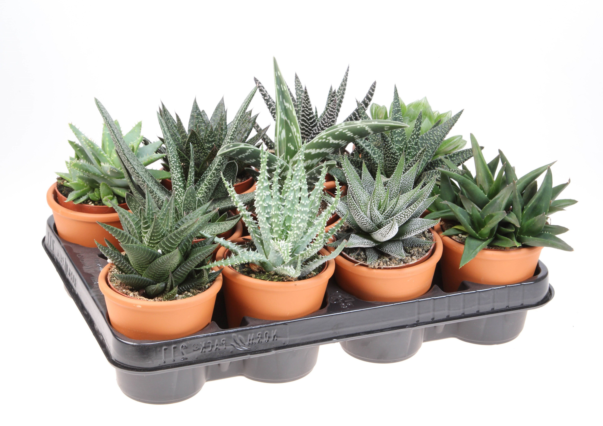 Haworthia mix in rozenpot, D 8,5 cm