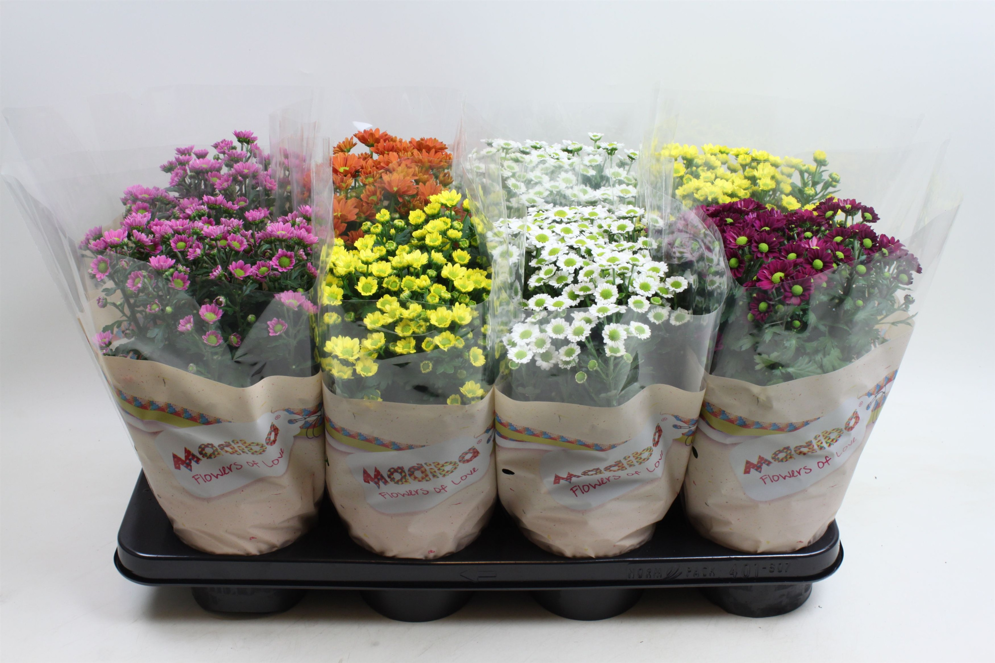 Chrysant Madiba Gemengd Stadium 2, D 14 cm