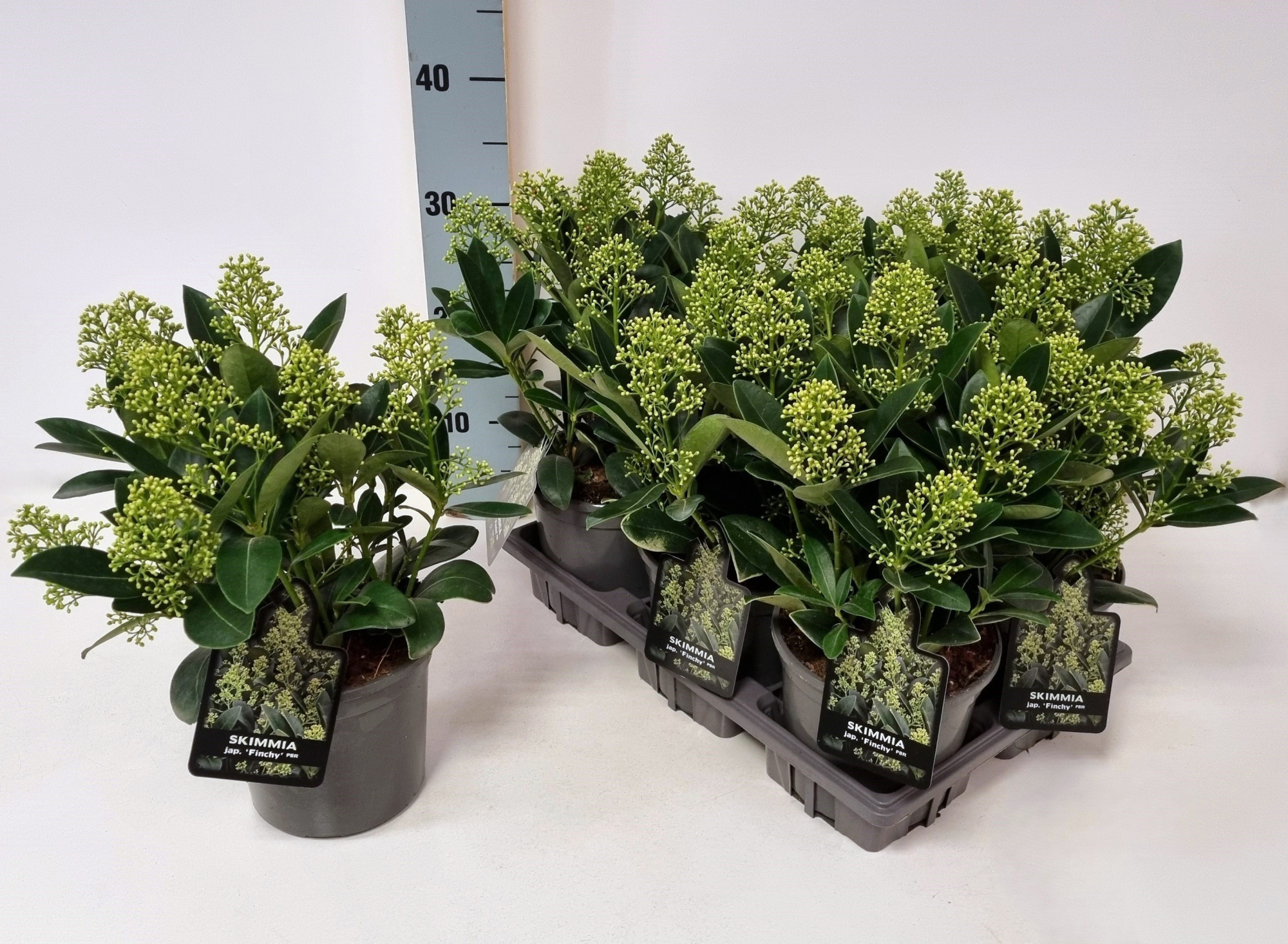 Skimmia jap. 'Finchy' P15, D 15