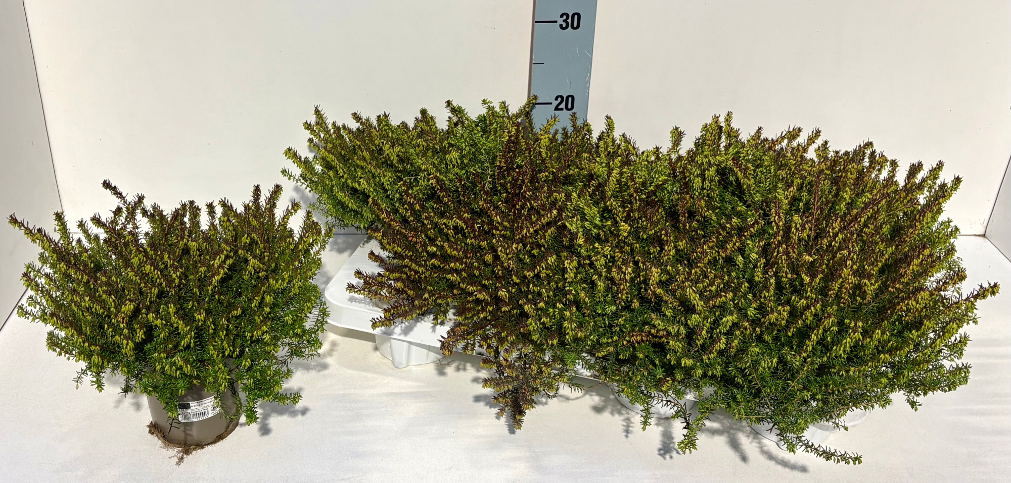 Erica Darleyensis Red Spring Surprise, D 11