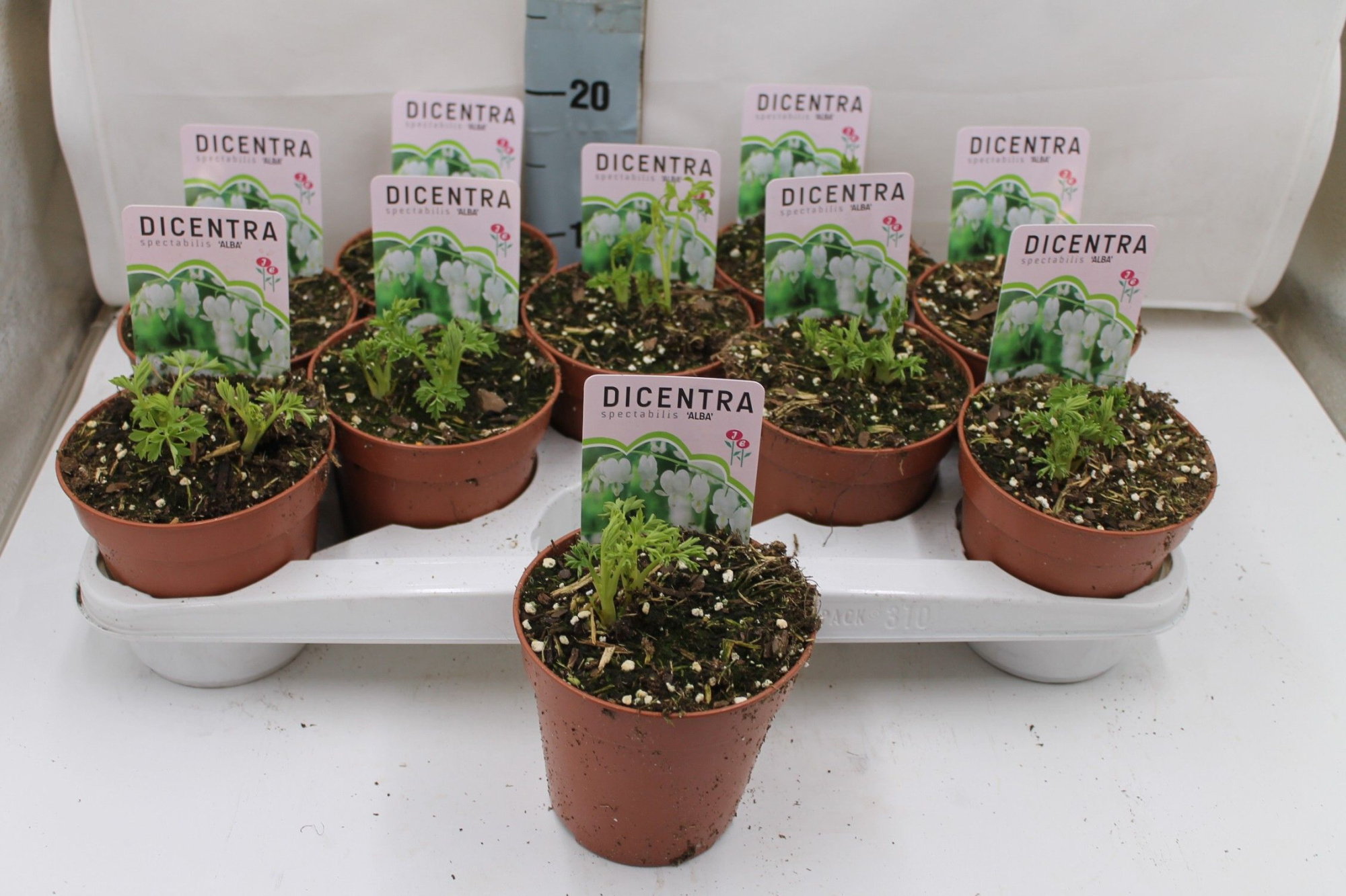 Dicentra spectabilis 'Alba', D 13