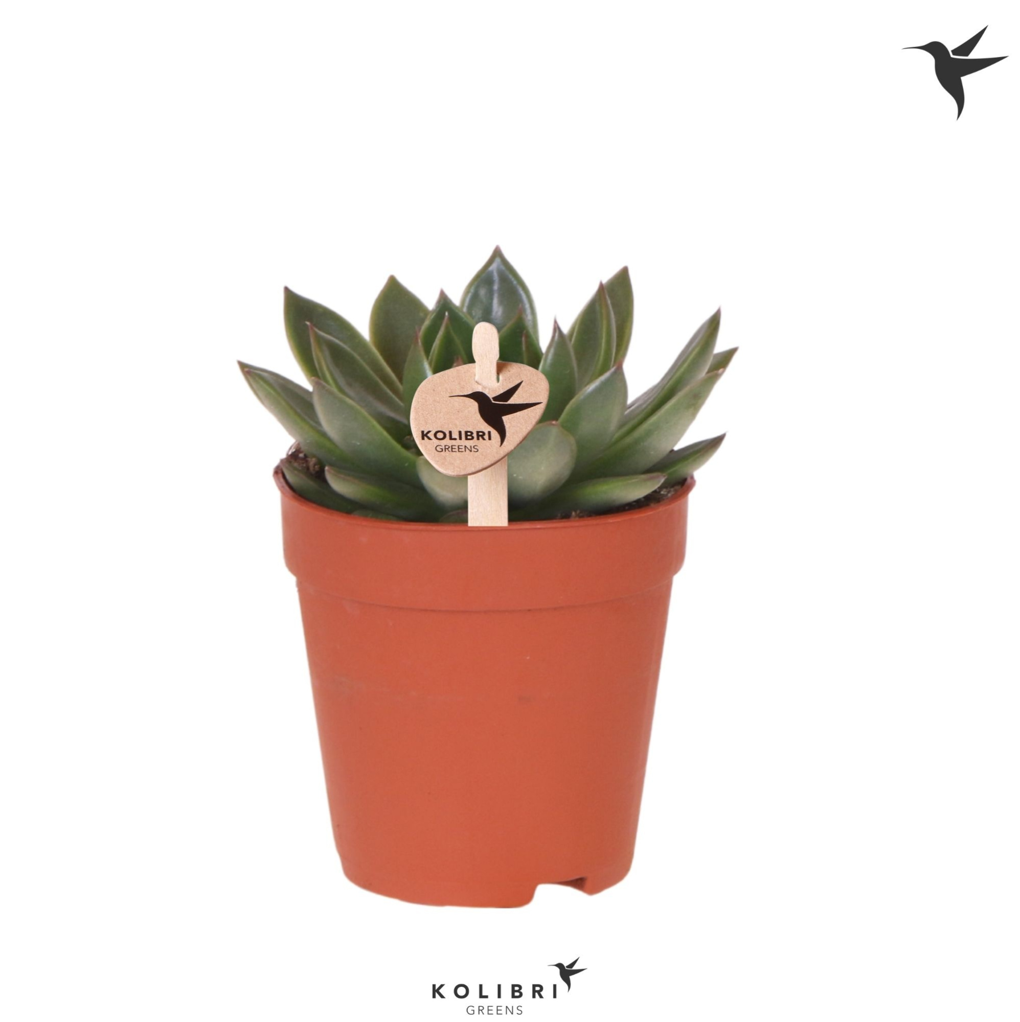 Kolibri Greens Succulenten Echeveria Albali, D 9 cm