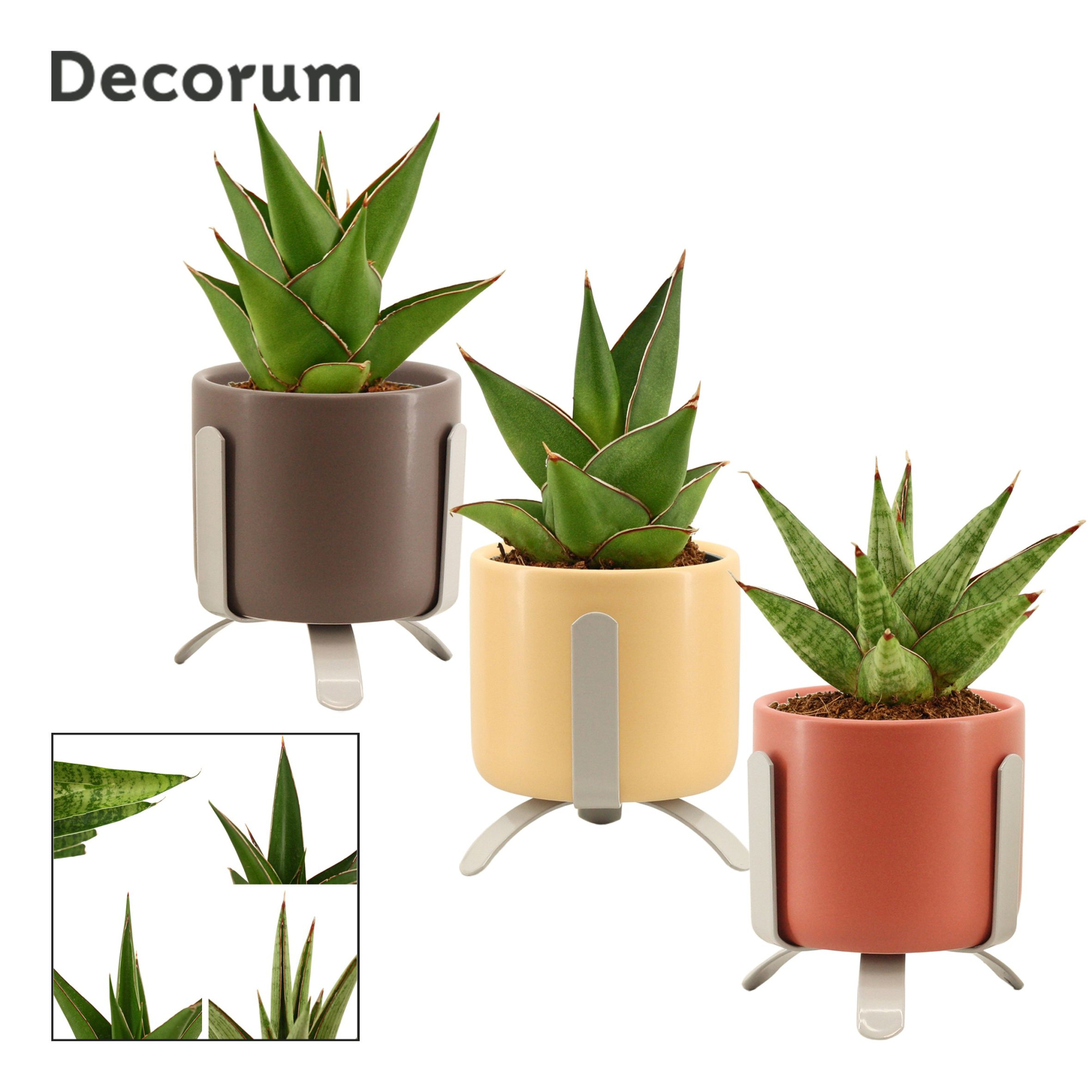 Sansevieria Crown mix 6 cm in Luca (Nature love-collection), D 6 cm
