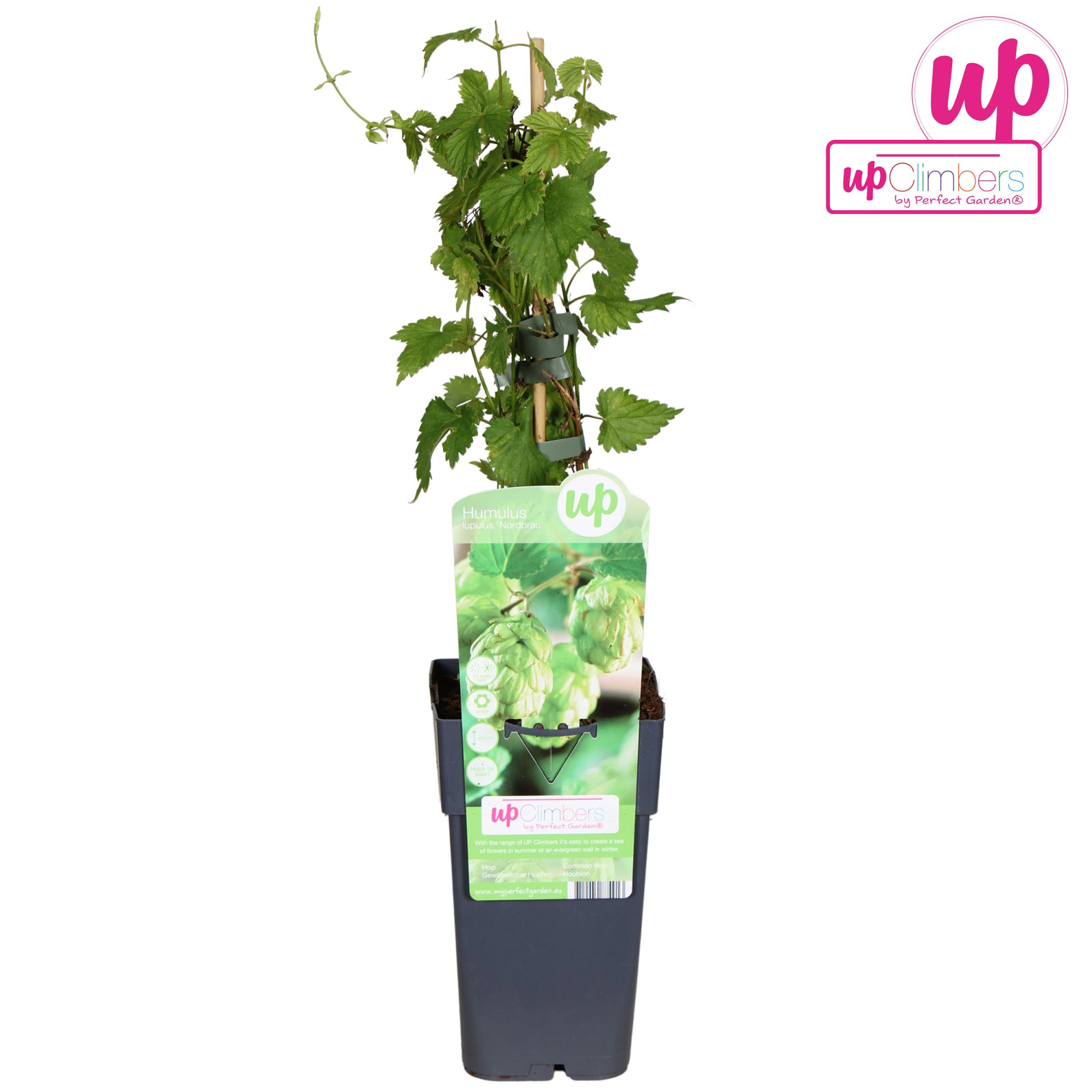 Humulus lupulus Nordbrau P15, D 15 cm