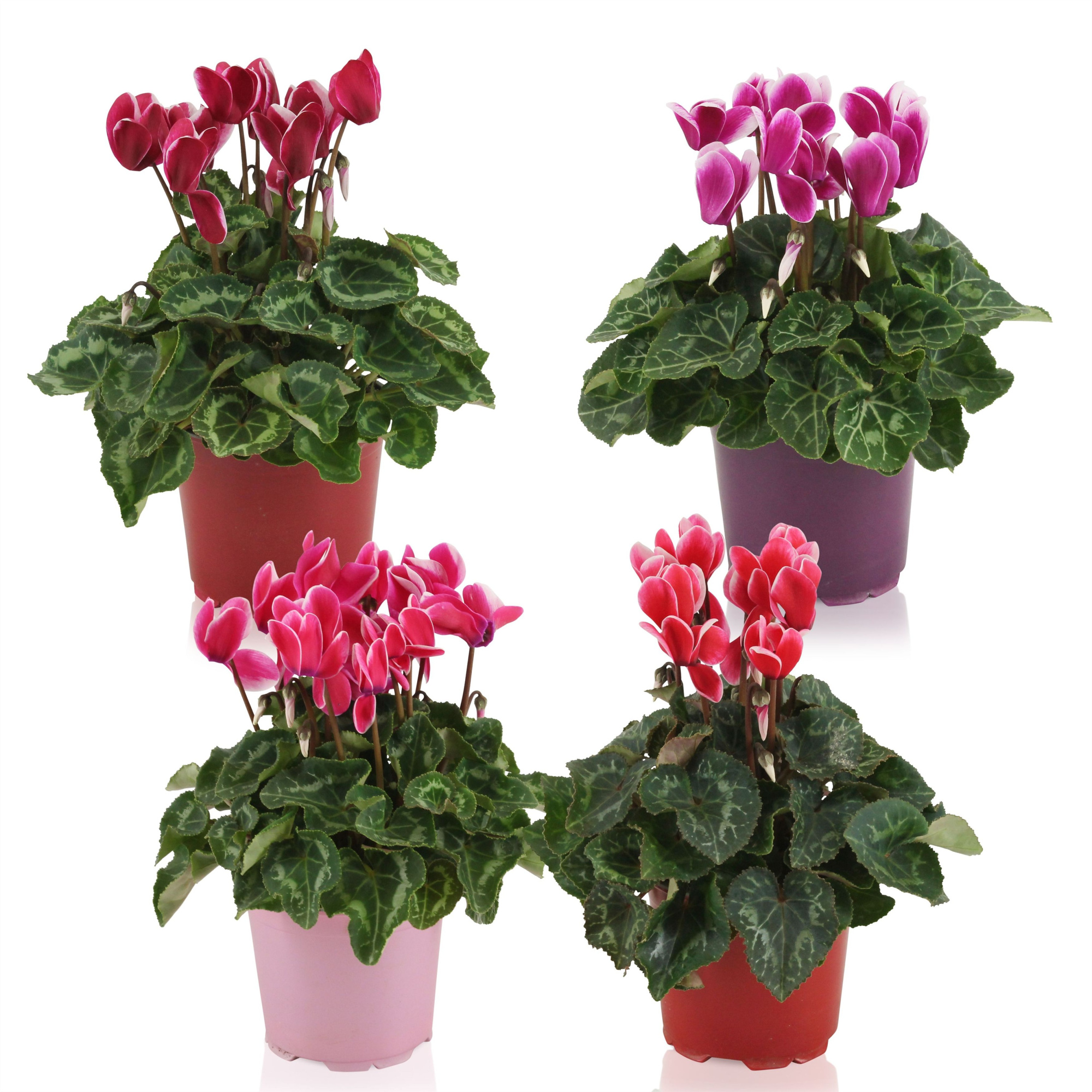 Cyclamen Super Serie Allure Fuji mix, D 12 cm