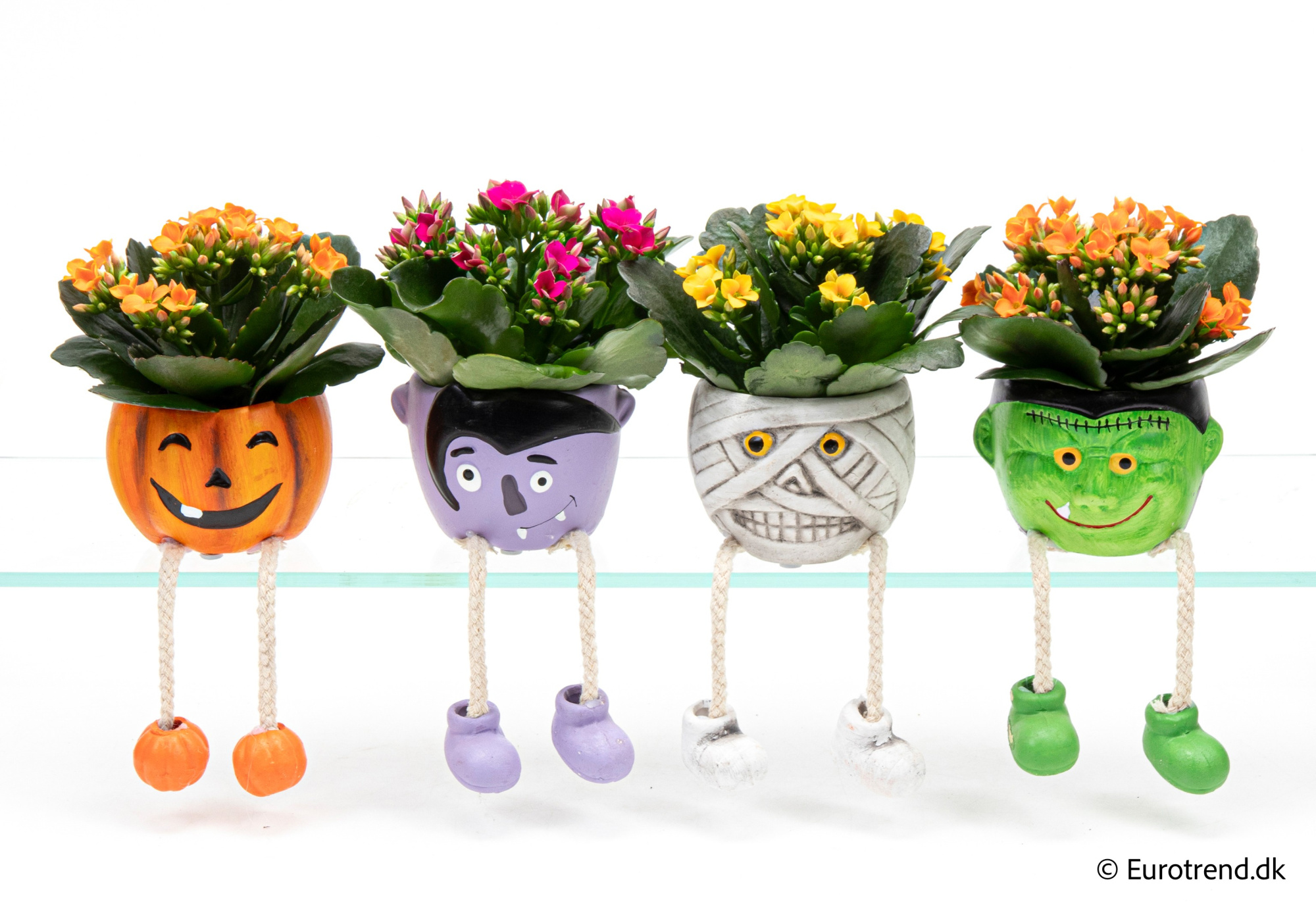 Kalanchoe in Halloween ceramic 2025, D 6 cm