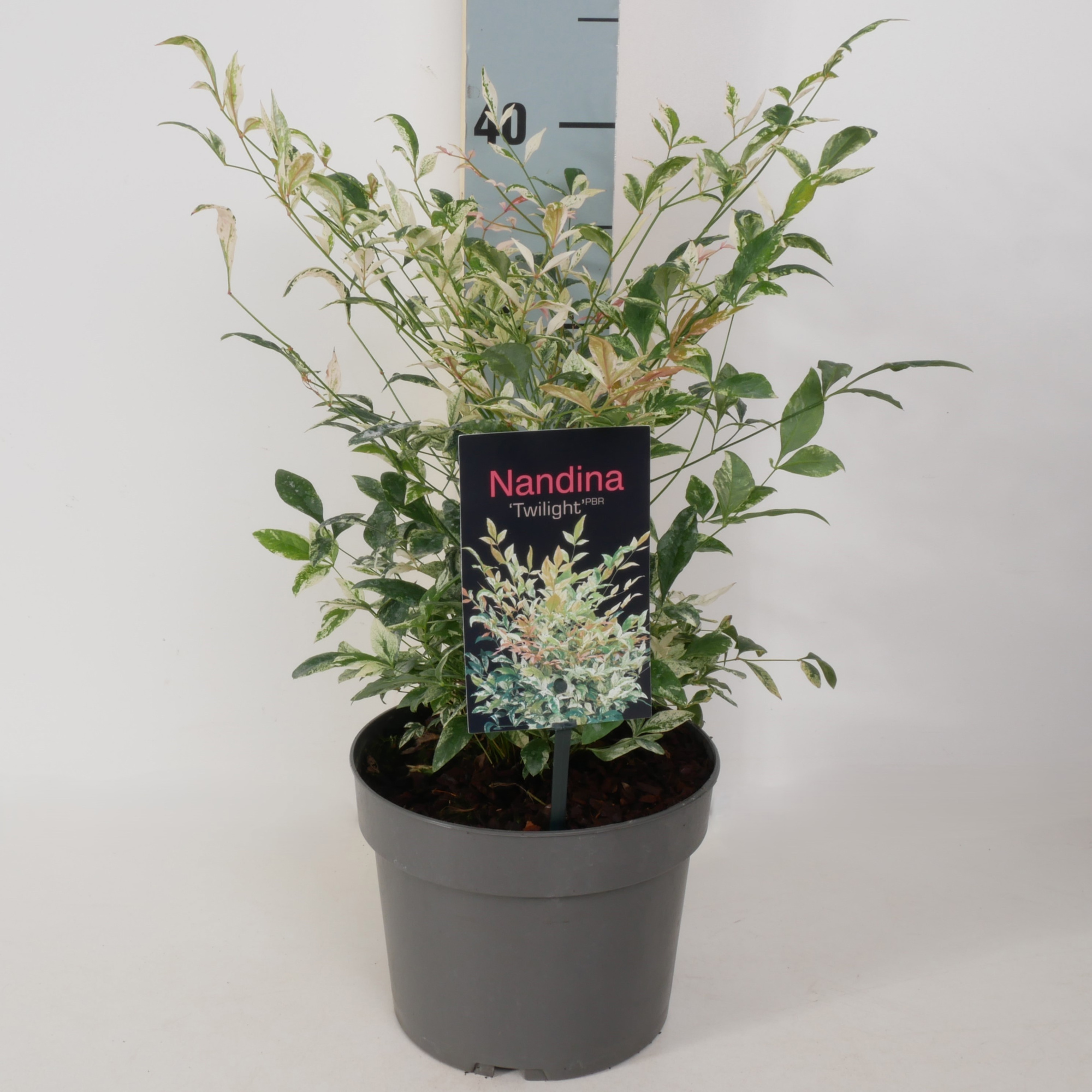 Nandina domestica 'Twilight' P17, D 17