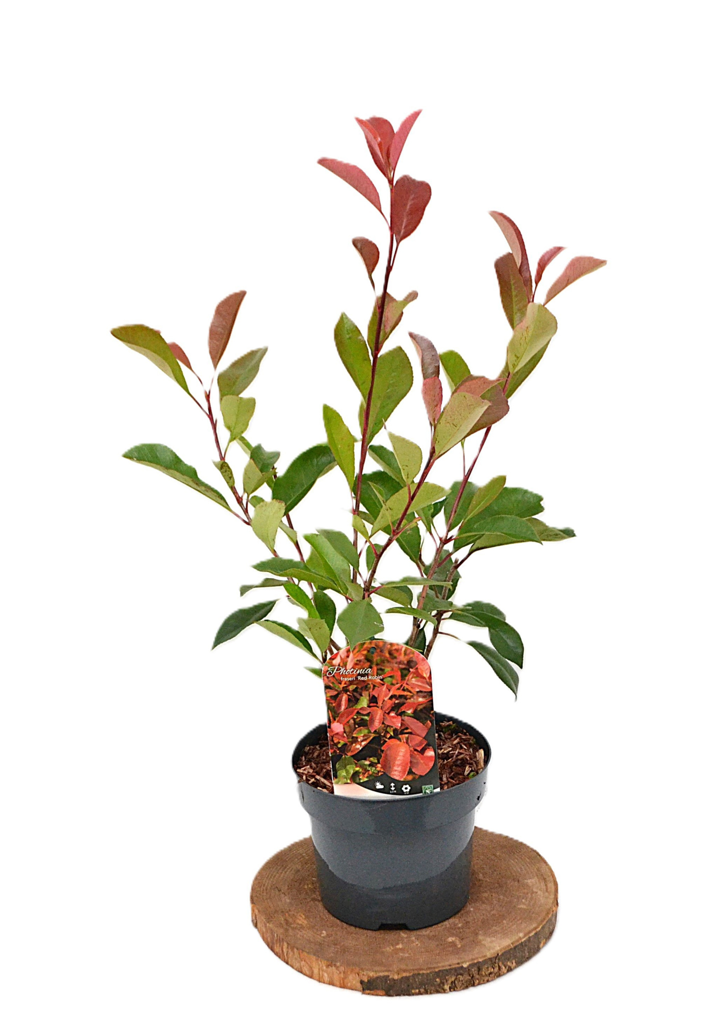 Photinia fraseri Red Robin C3, D 19