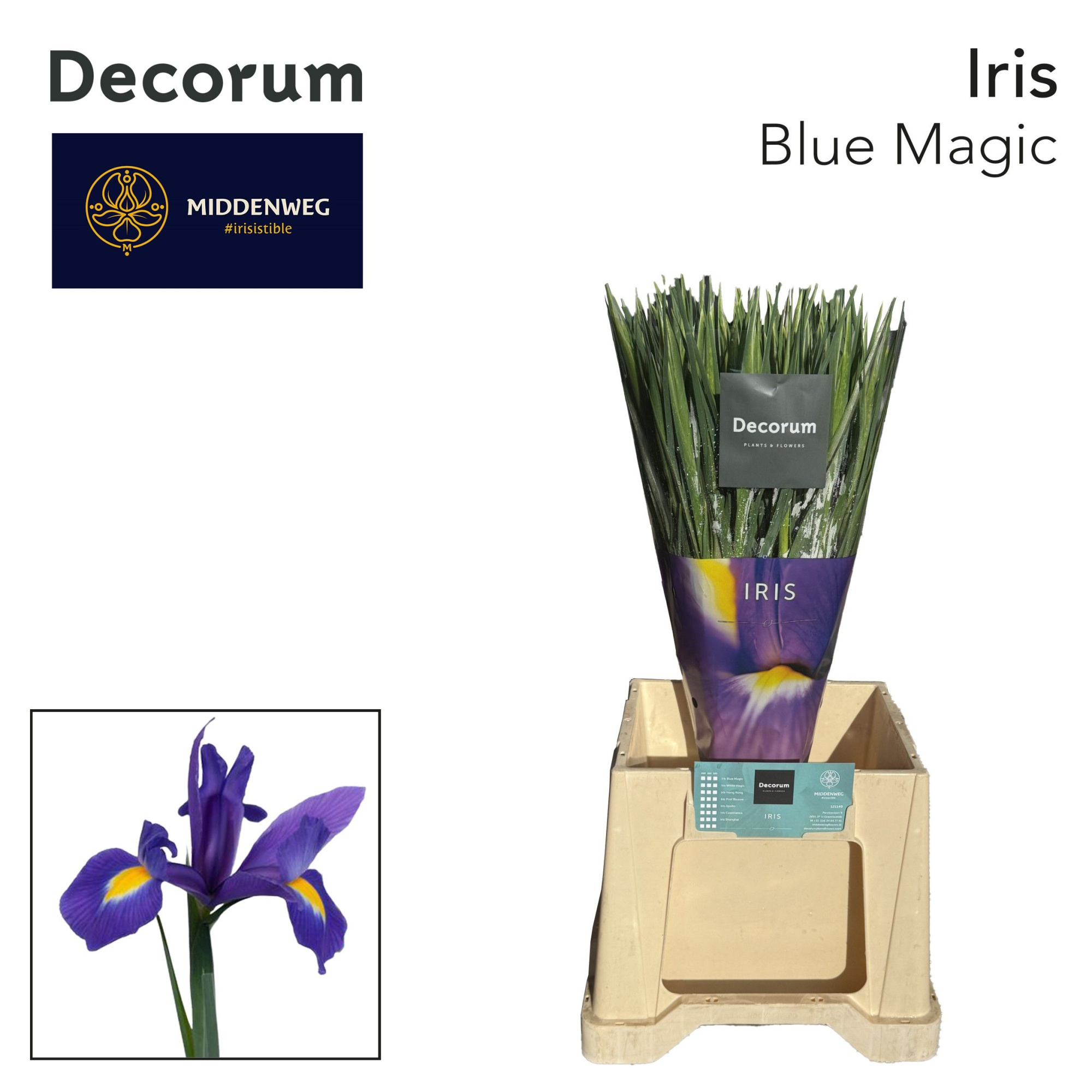 Ирис Блю Мэджик (син.), шт.