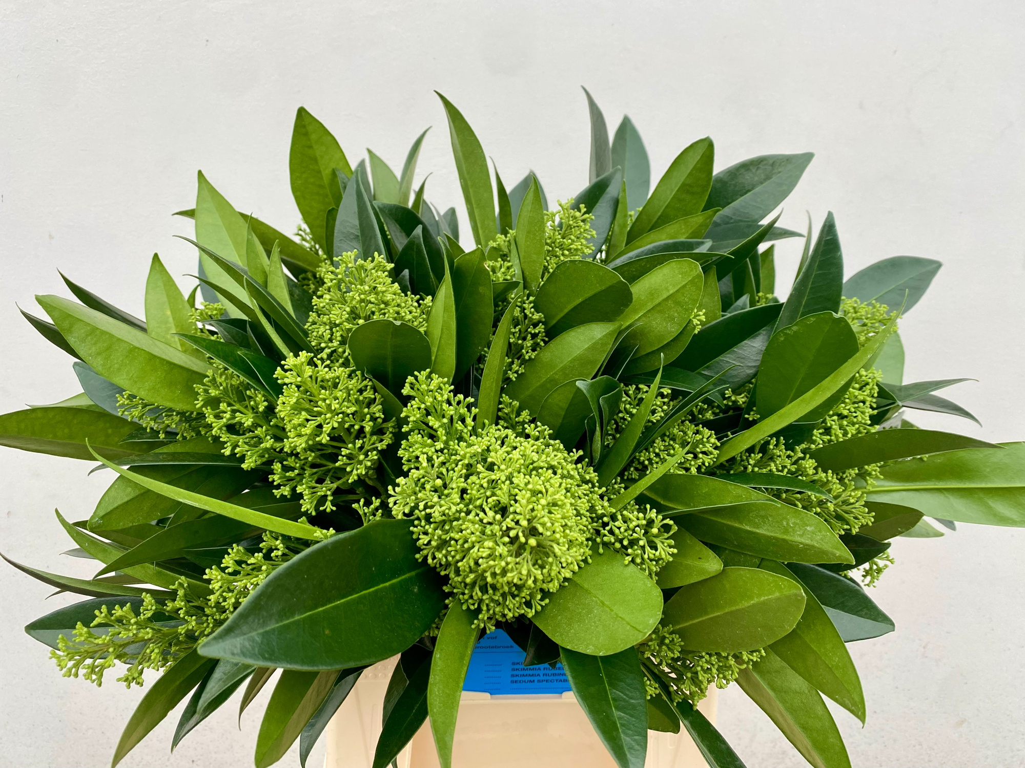 Скимия Кью Грин за пучок 40, пуч.