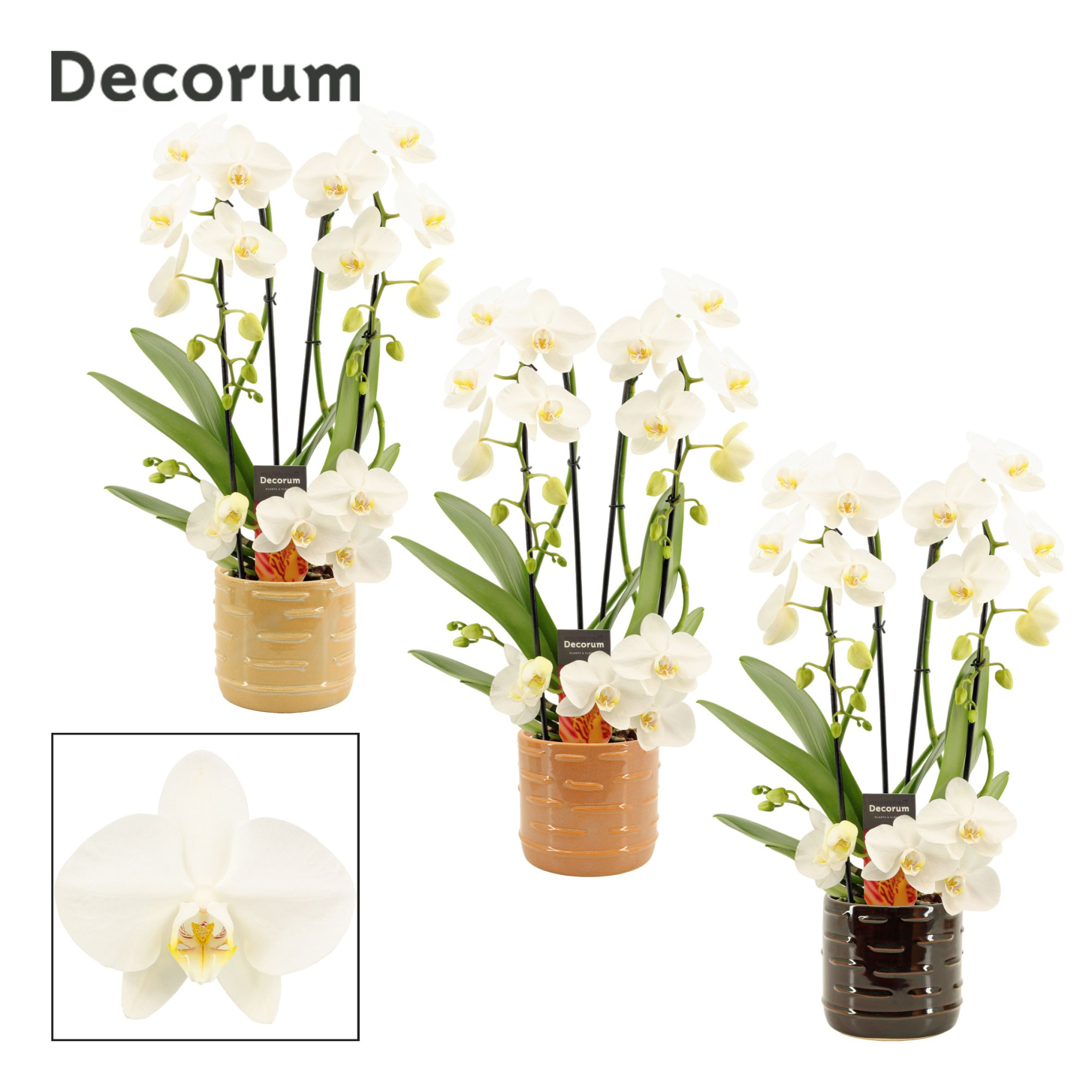 Phalaenopsis twirl wit in Lois (Deco-collection), D 12 cm