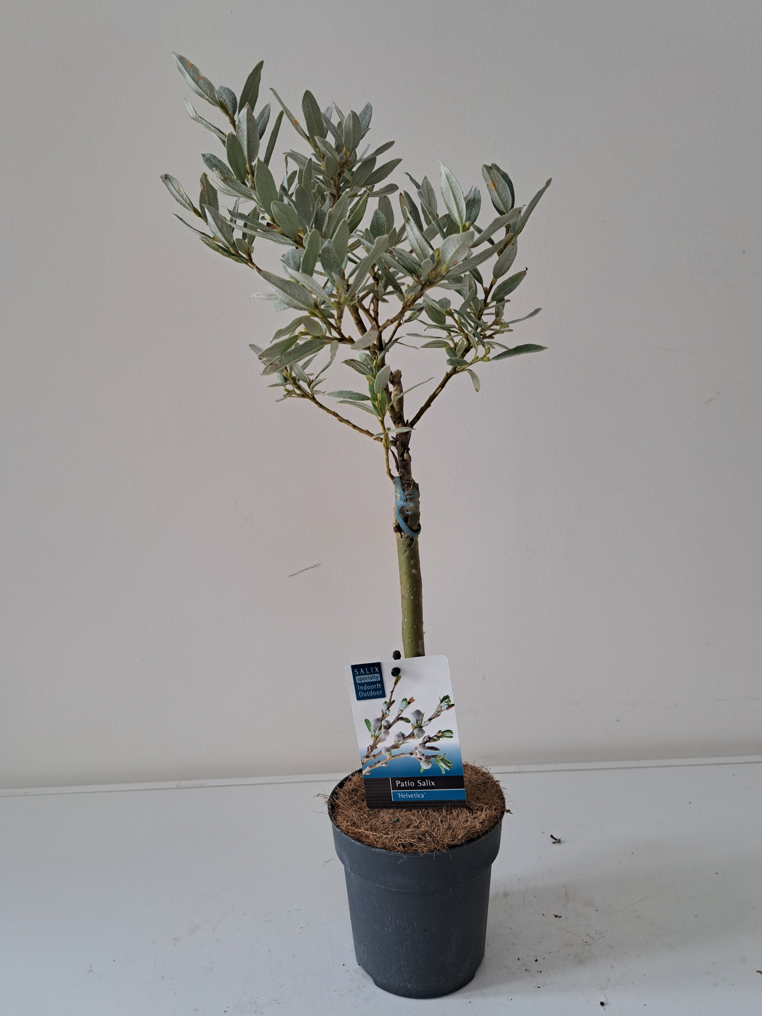 Salix Helvetica stam 30, D 12 cm