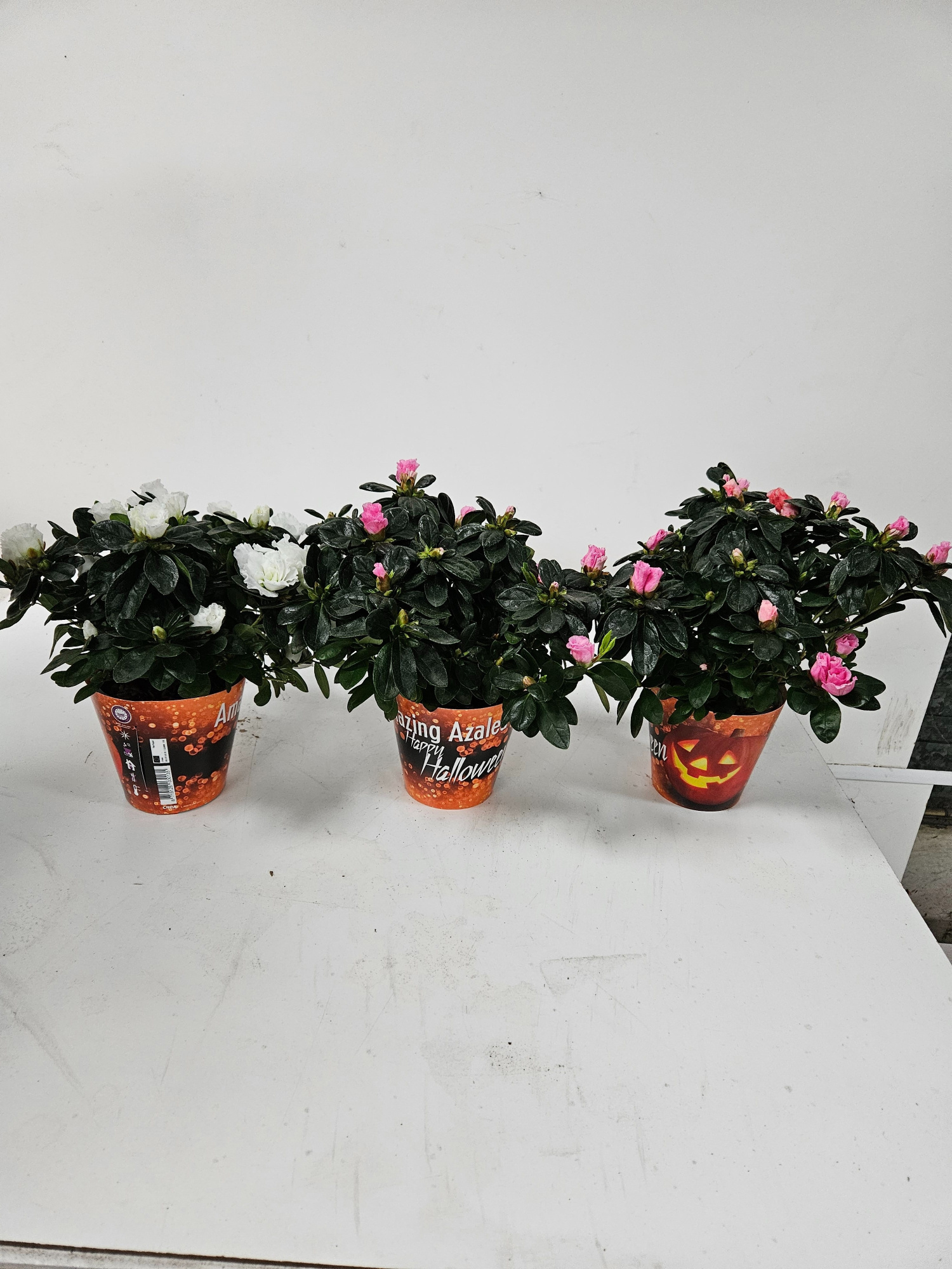 114 : Amazing Azalea Halloween mix 5 kleuren pot 13 cm in potcover, D 13 cm