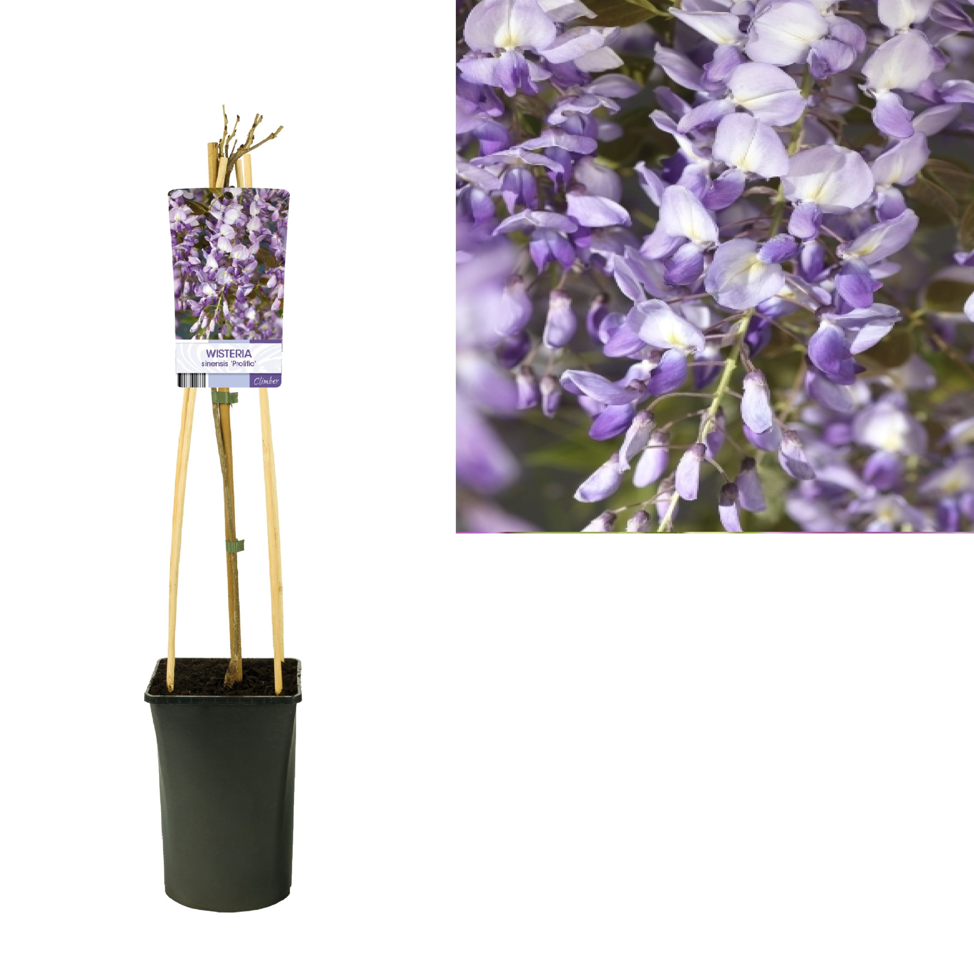 Wisteria sinensis 'Prolific' +light label, D 17 cm