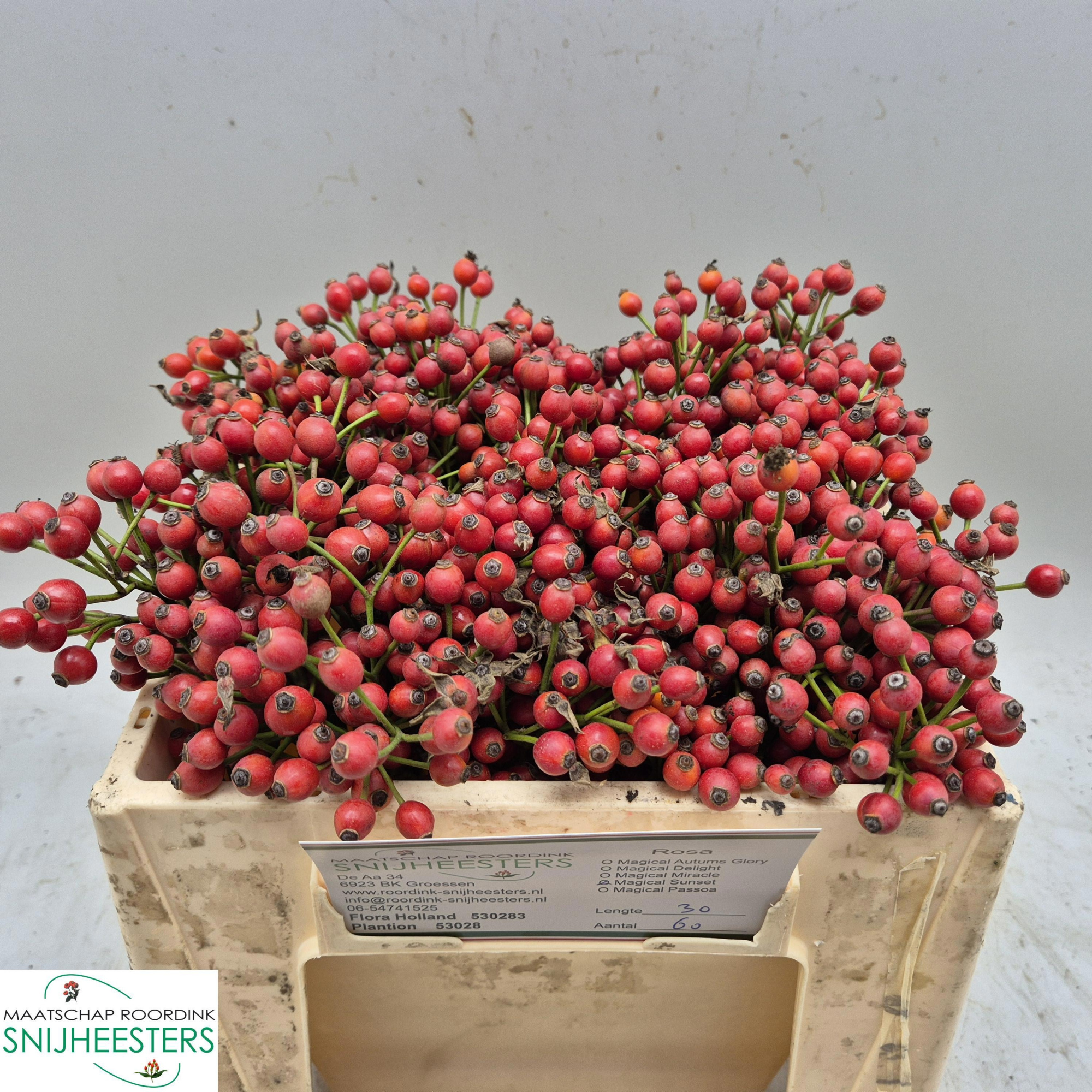 Рузботель Мэджикал Сансет 30, шт.