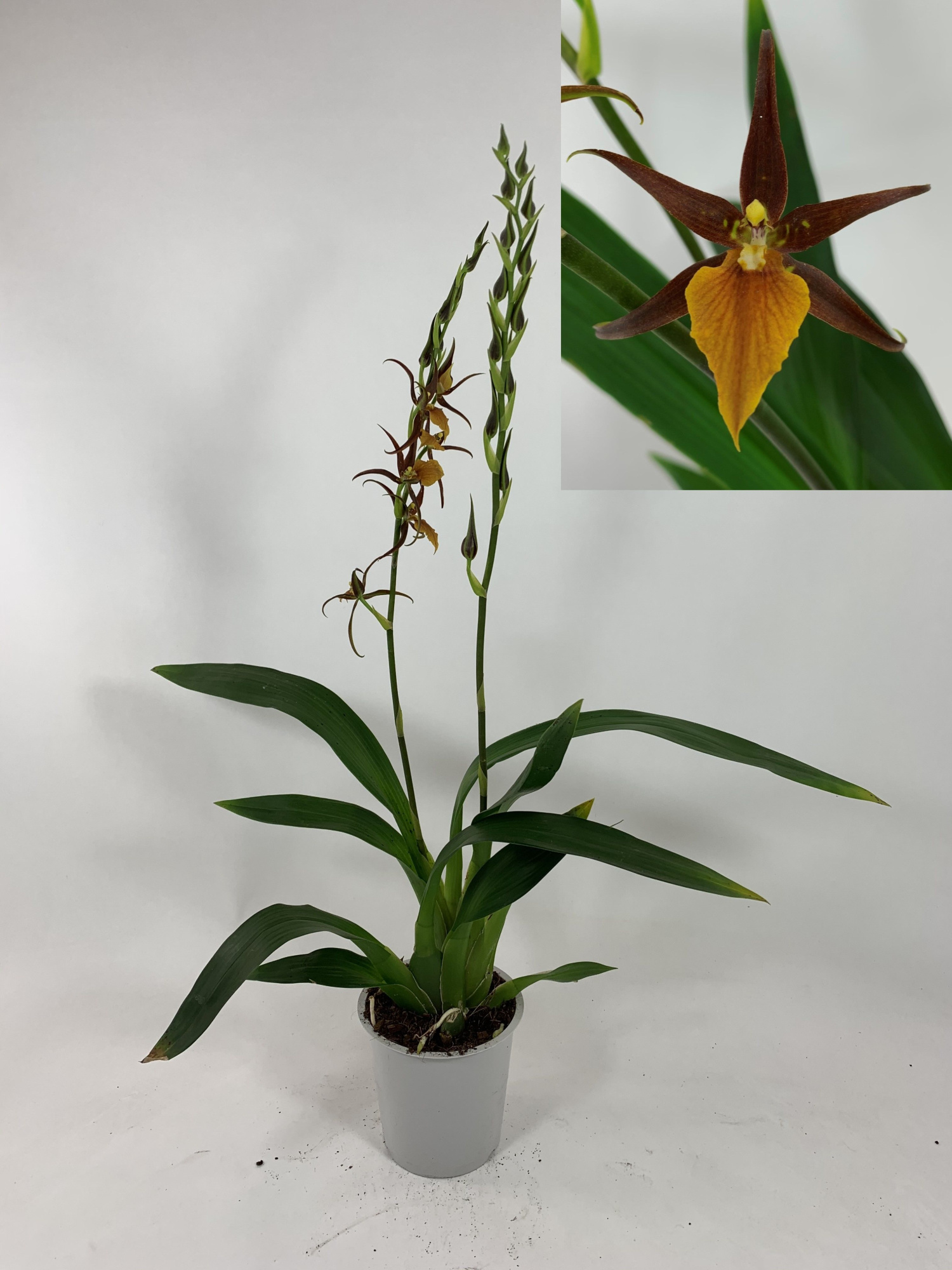 French Town 2-tak, D 12 cm