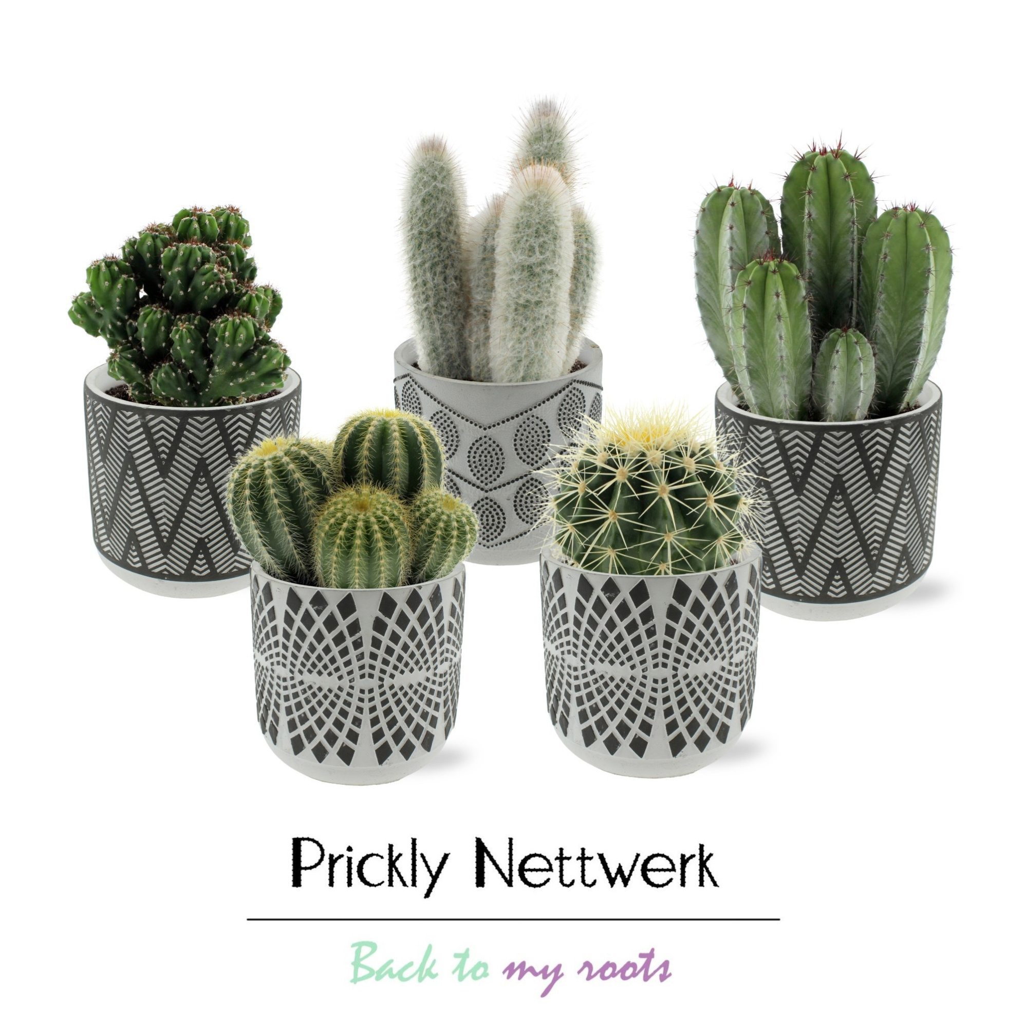 Cactus 12 cm in betonnen Durban sierpot, D 13