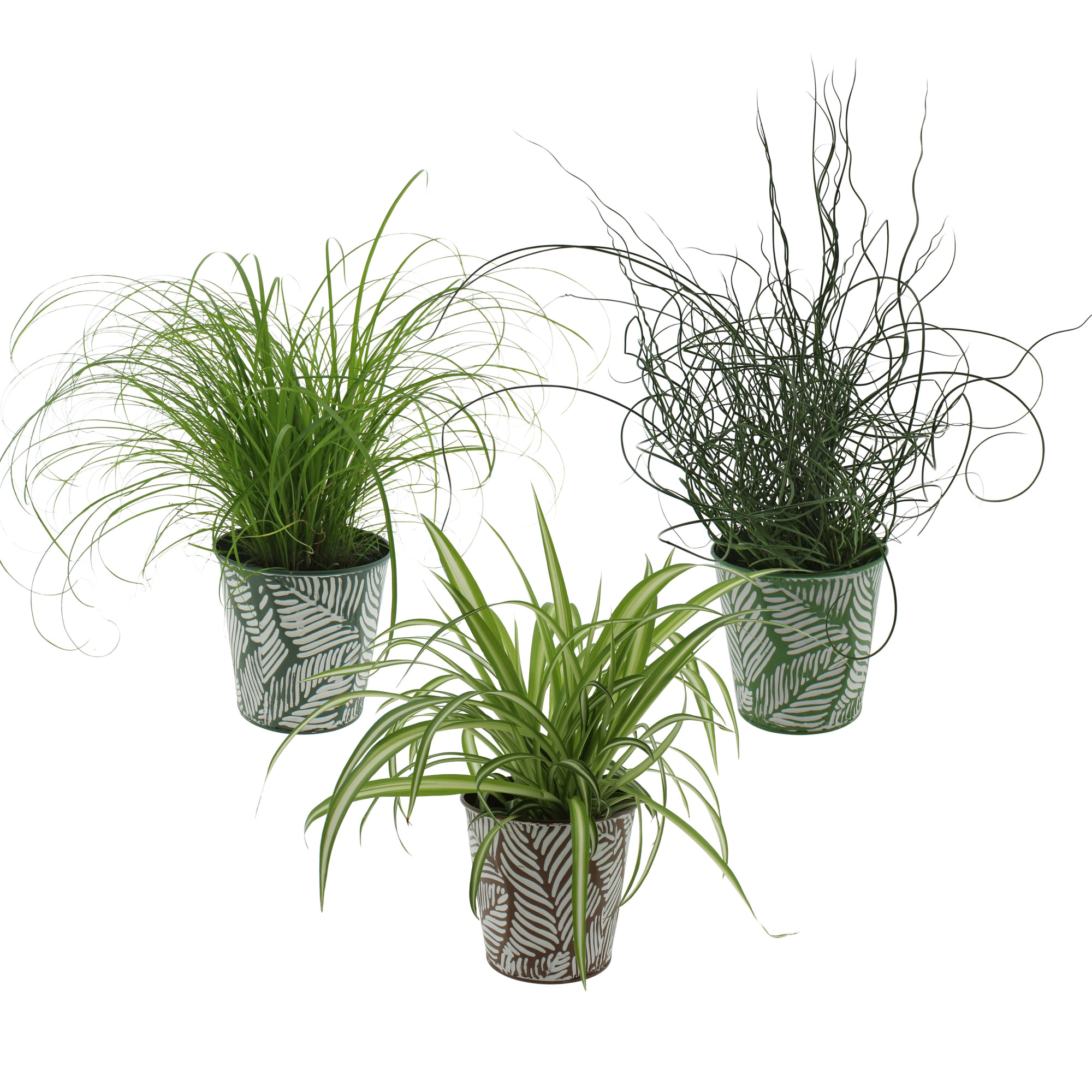 Kamerplanten gemengd groen 3 soorten in sierpot zink 3 kleuren, D 12 cm