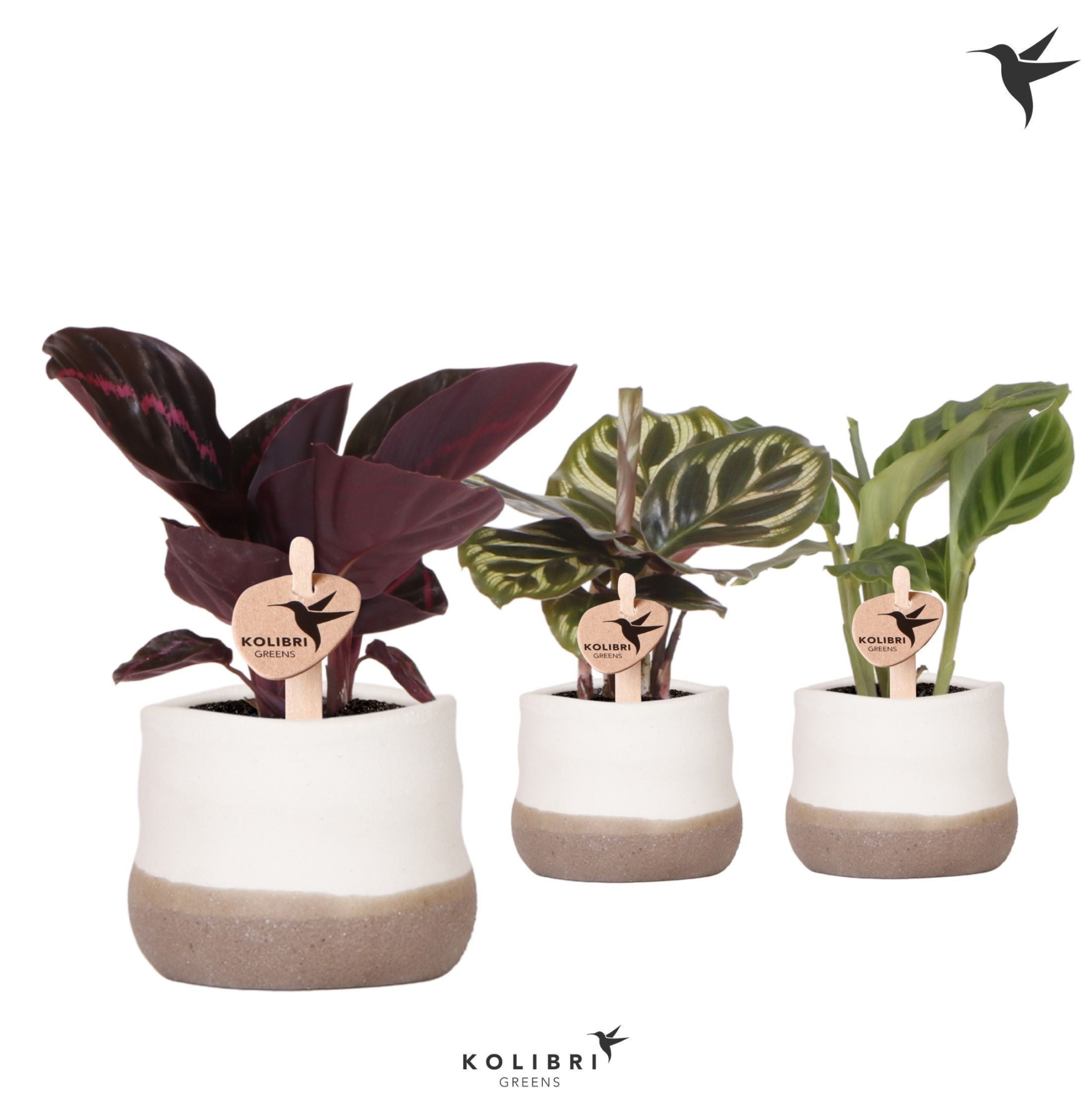 Kolibri Greens Calathea mix in Imperfect Bag pot, D 6