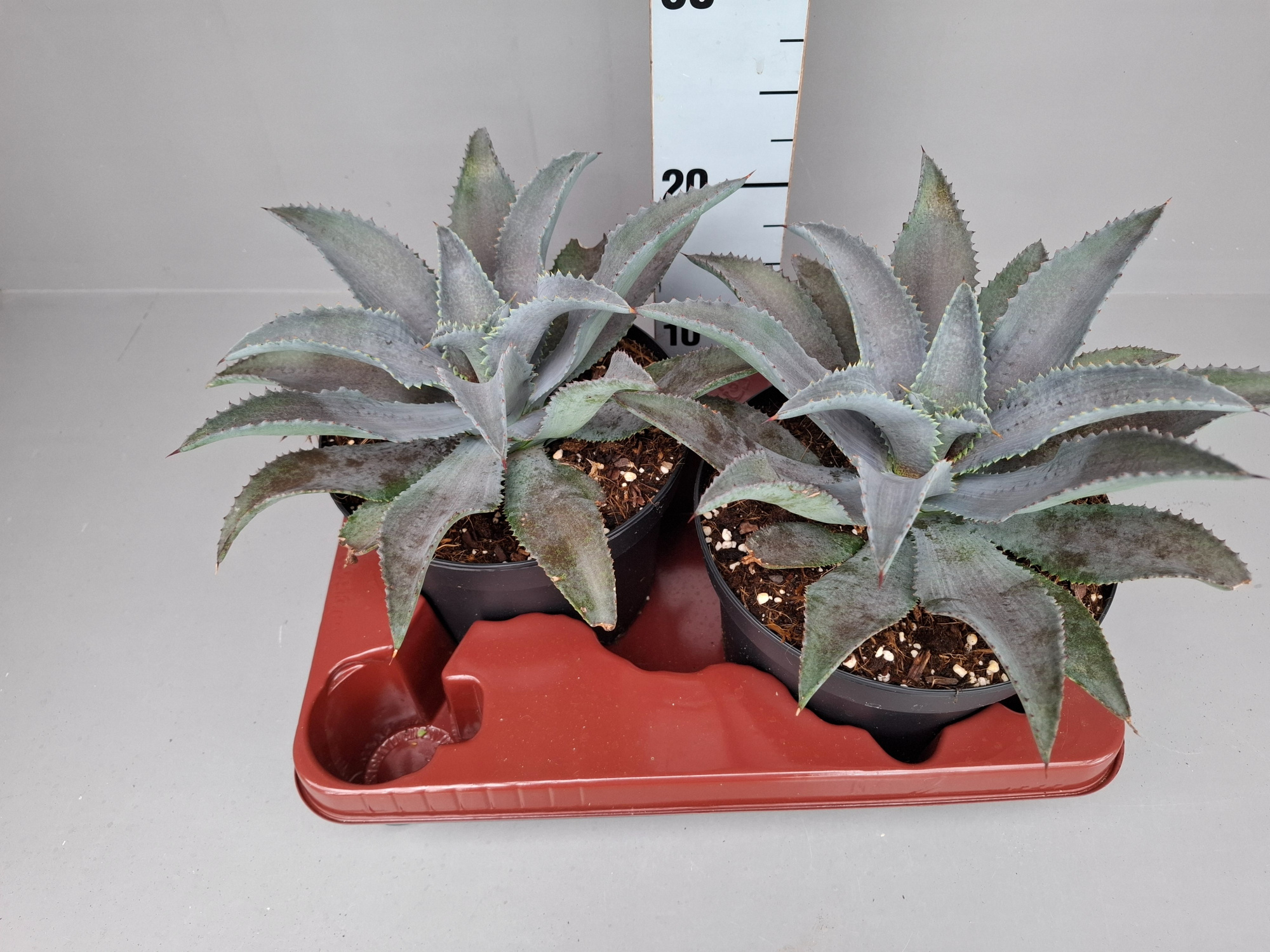 Mangave silver fox 19, D 19 cm