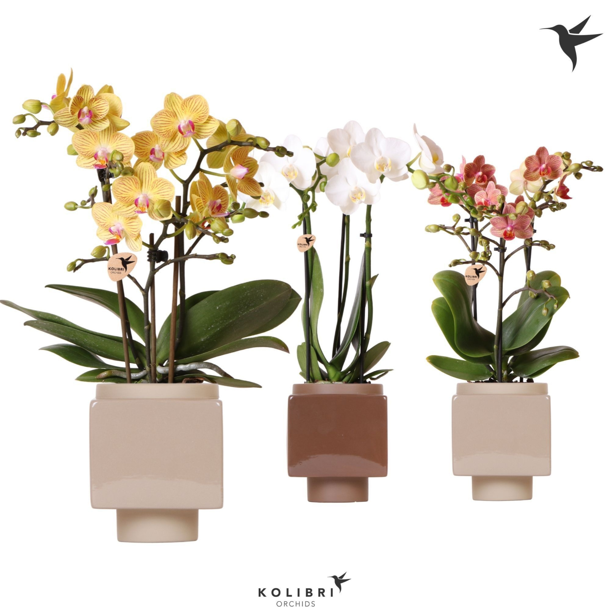 Kolibri Orchids Phalaenopsis mix 3 spike in Cube pot brown mix, D 9