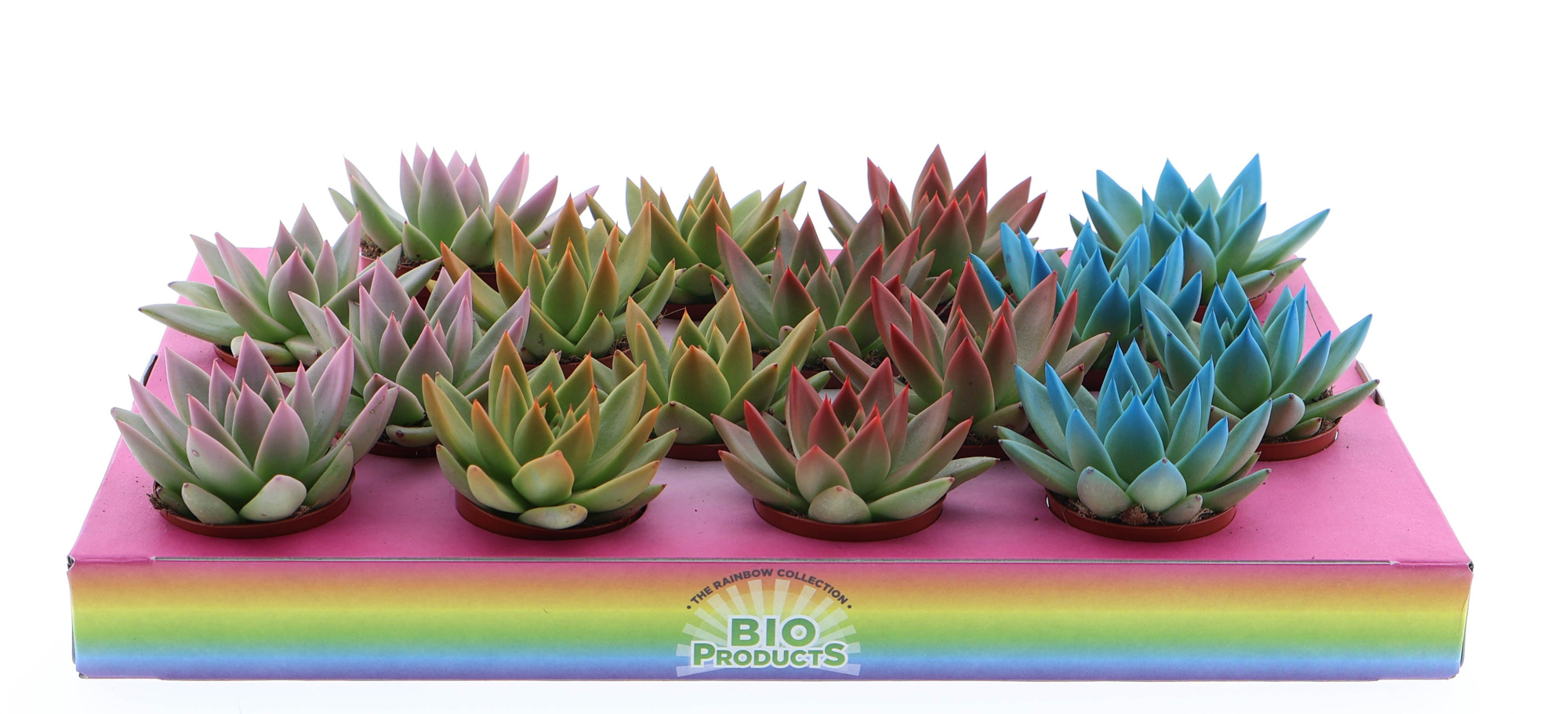 Rainbow tips mix, D 6 cm