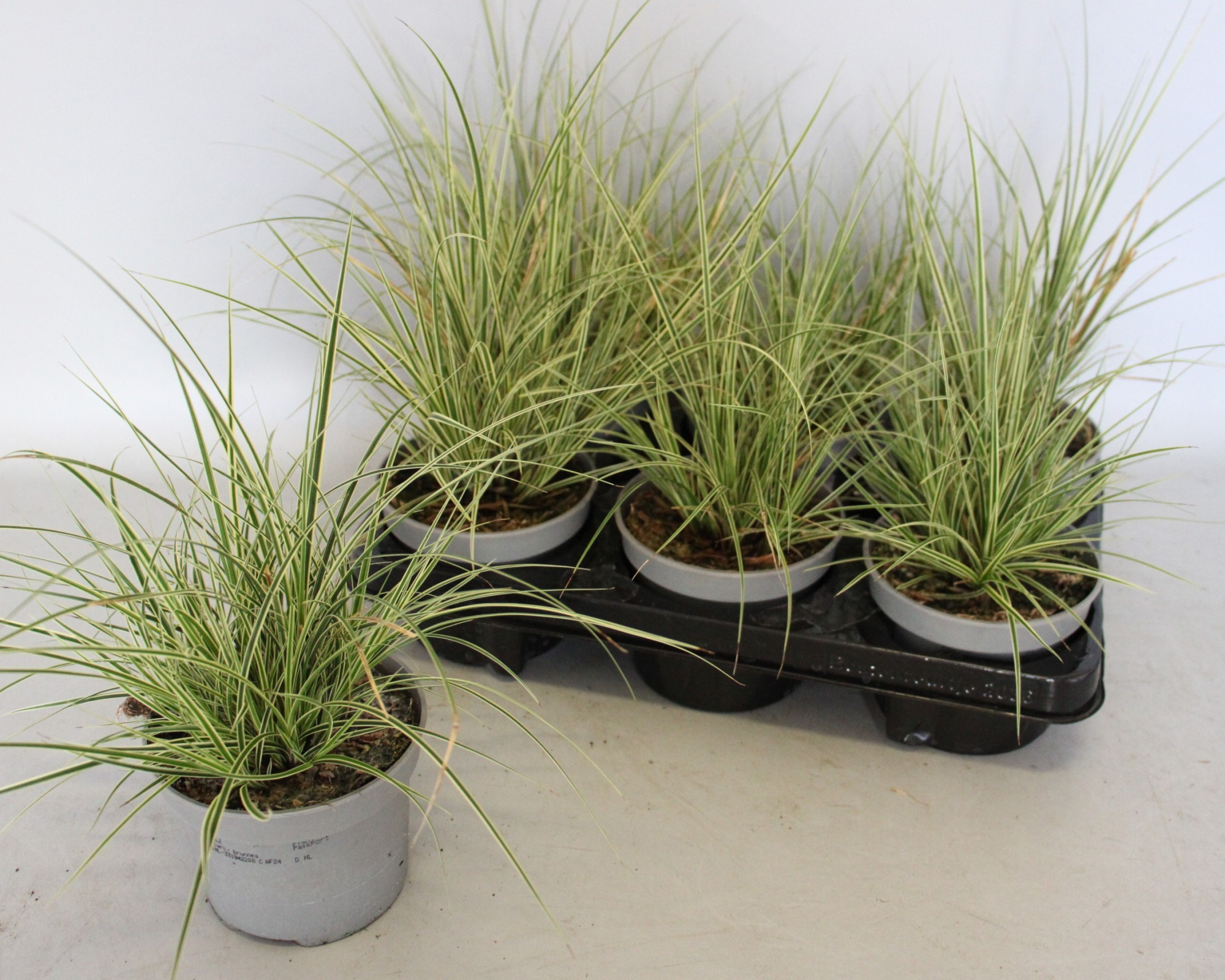 Vaste planten 12 cm Carex brunnea Albolineata, D 12 cm