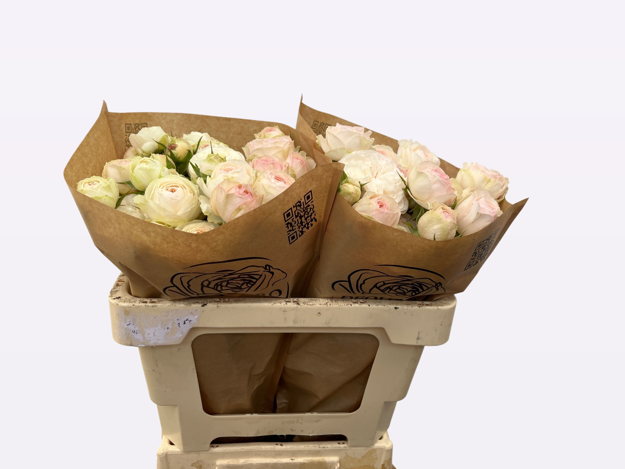 Роза куст. Грэндмас Роми 50, шт.